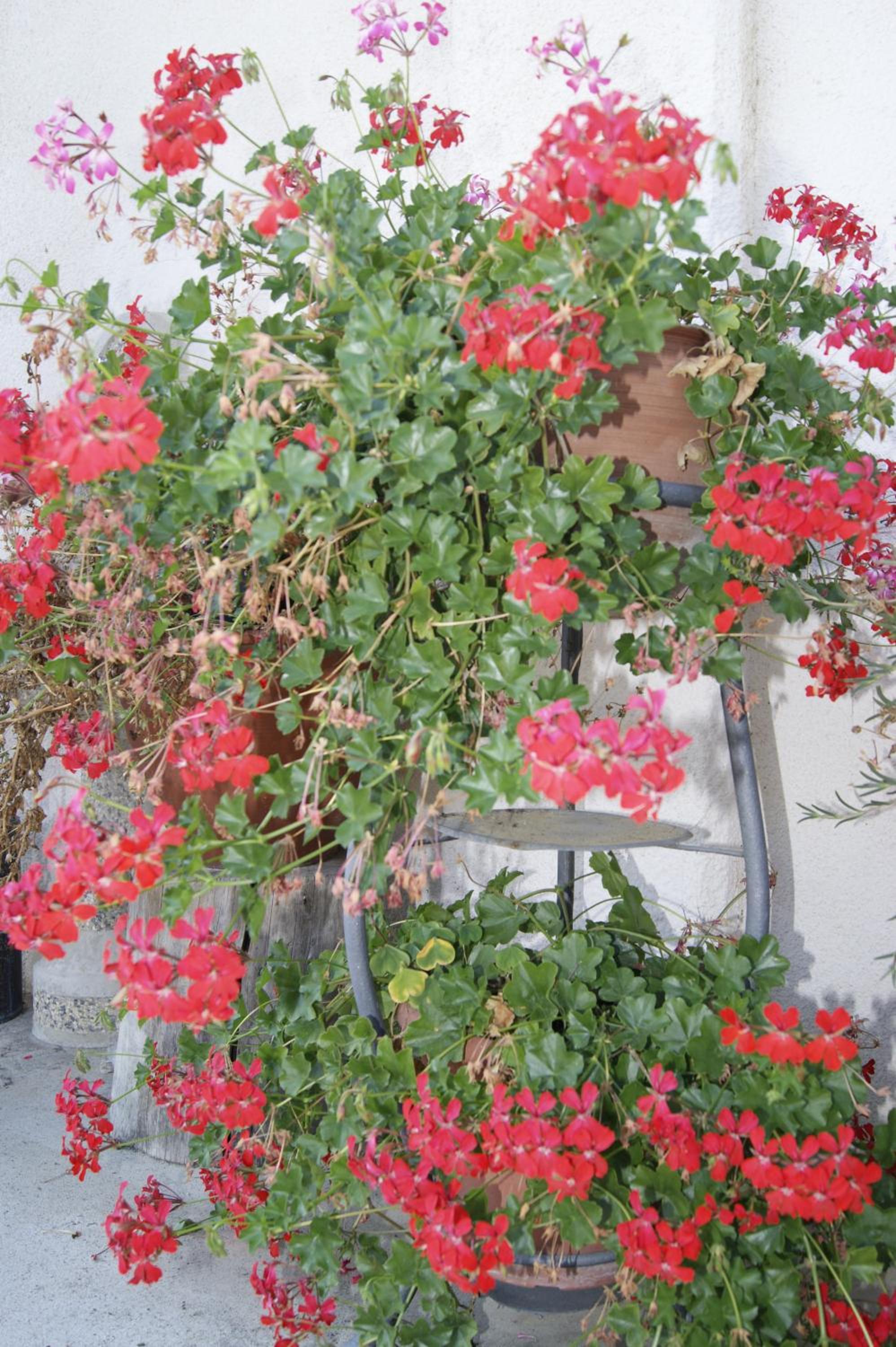 Photo 44