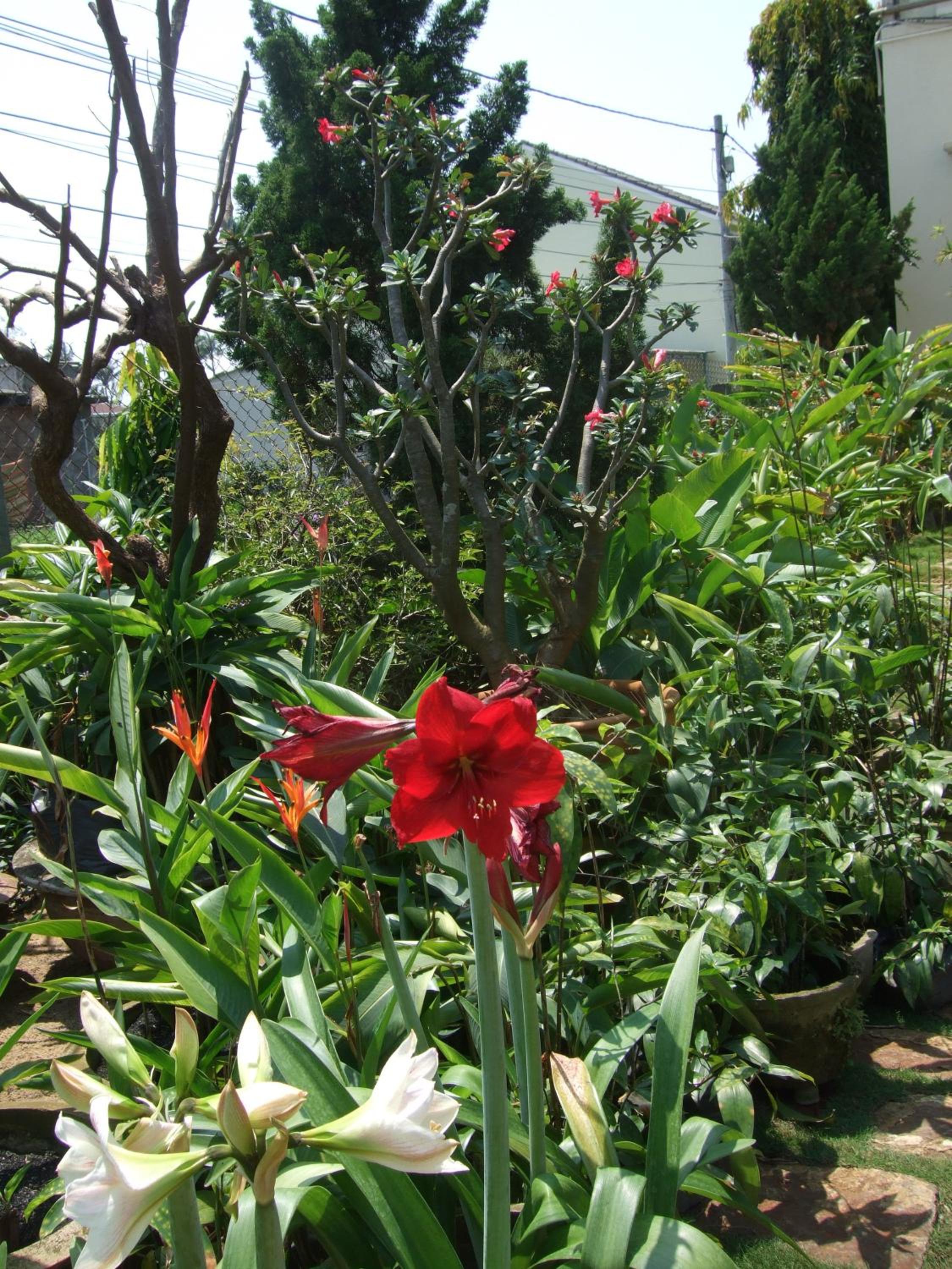 Skybird Homestay view 5