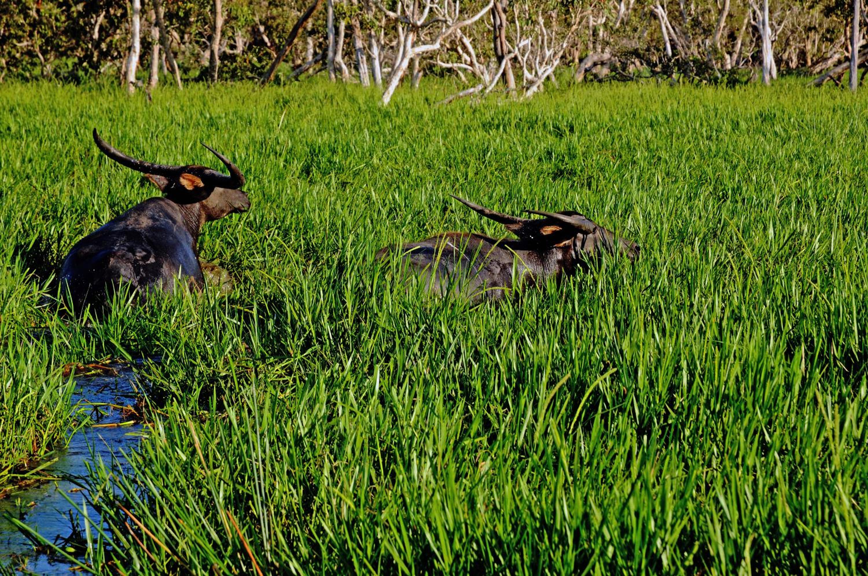 Bamurru Plains