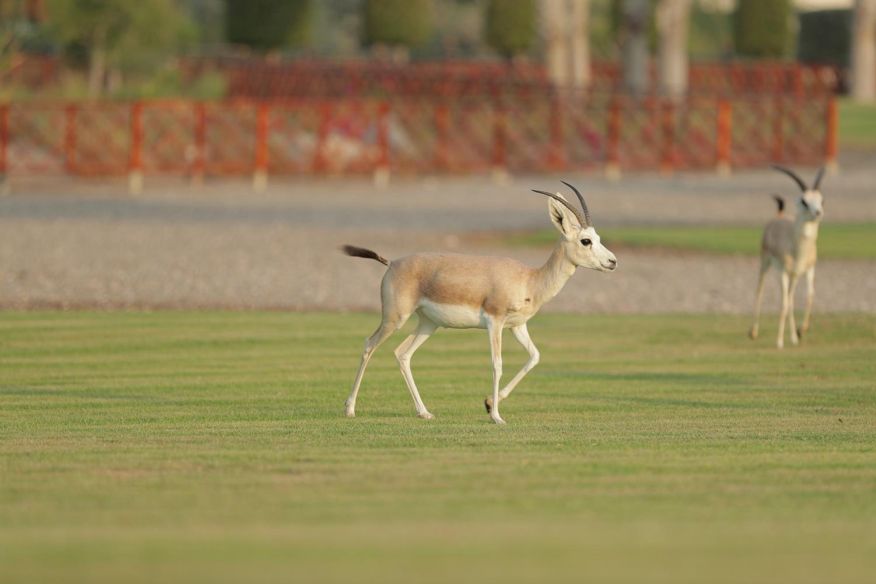 Al Maya Island & Resort