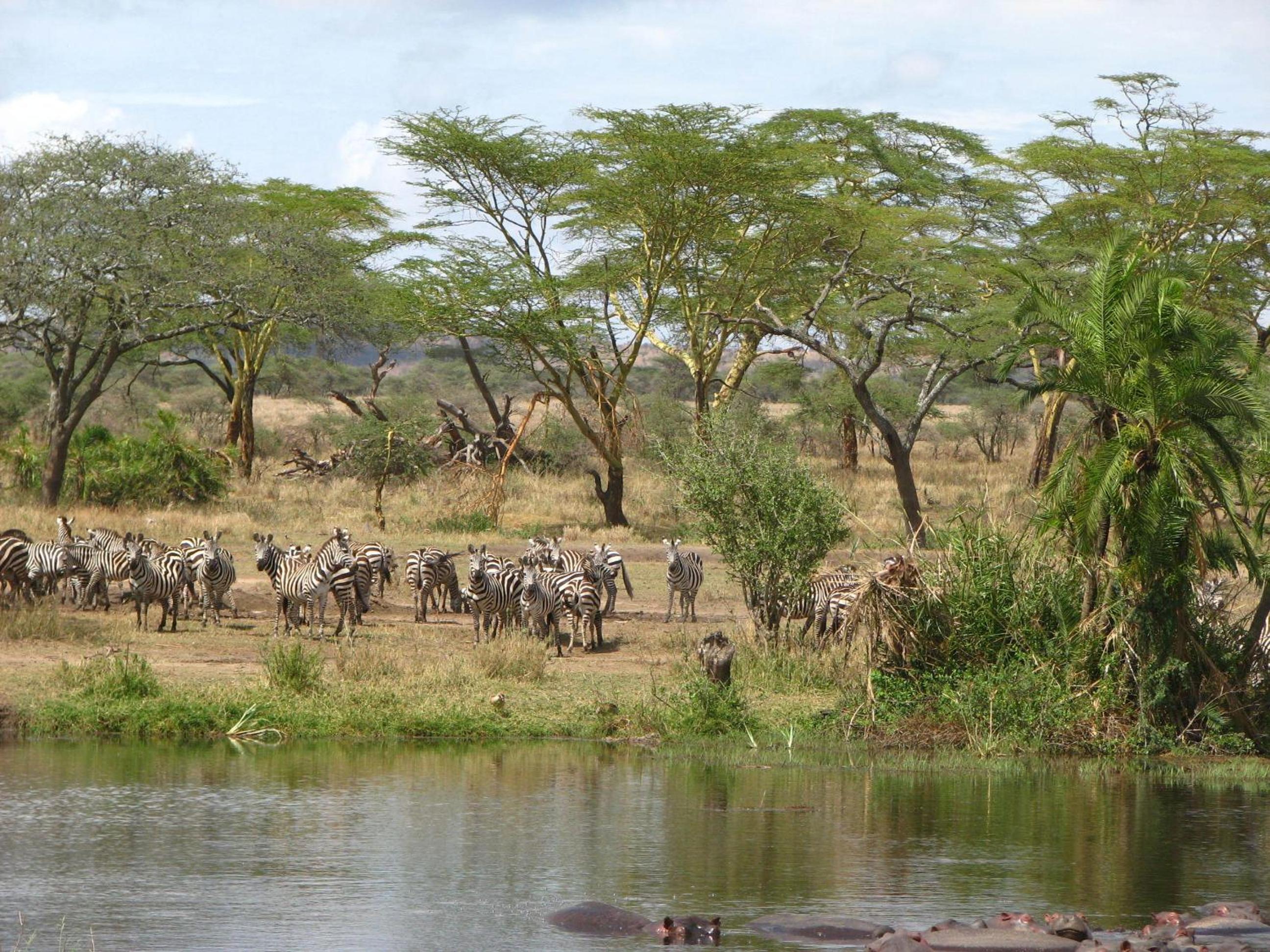 Maasai Simba Camp