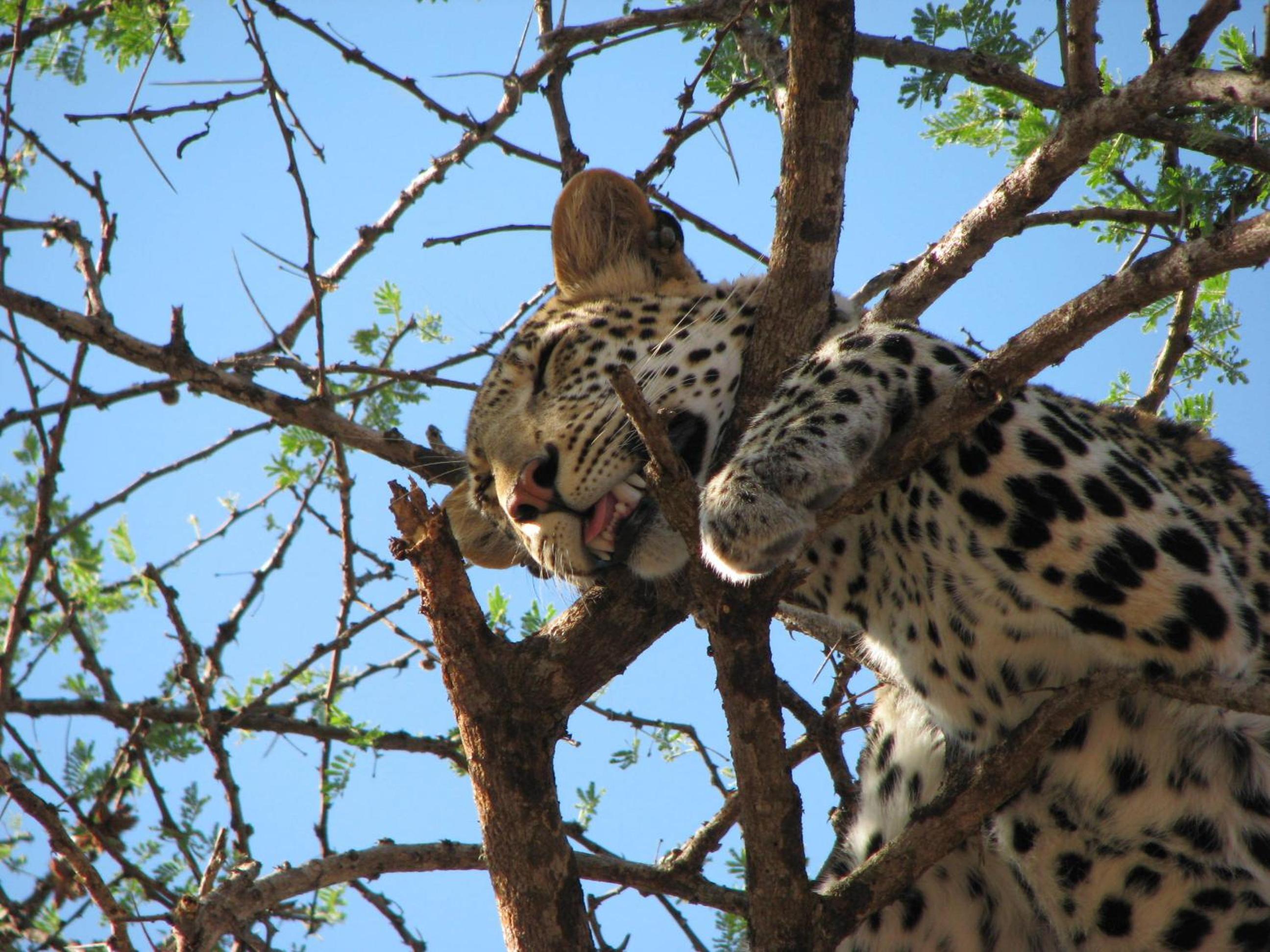 Maasai Simba Camp