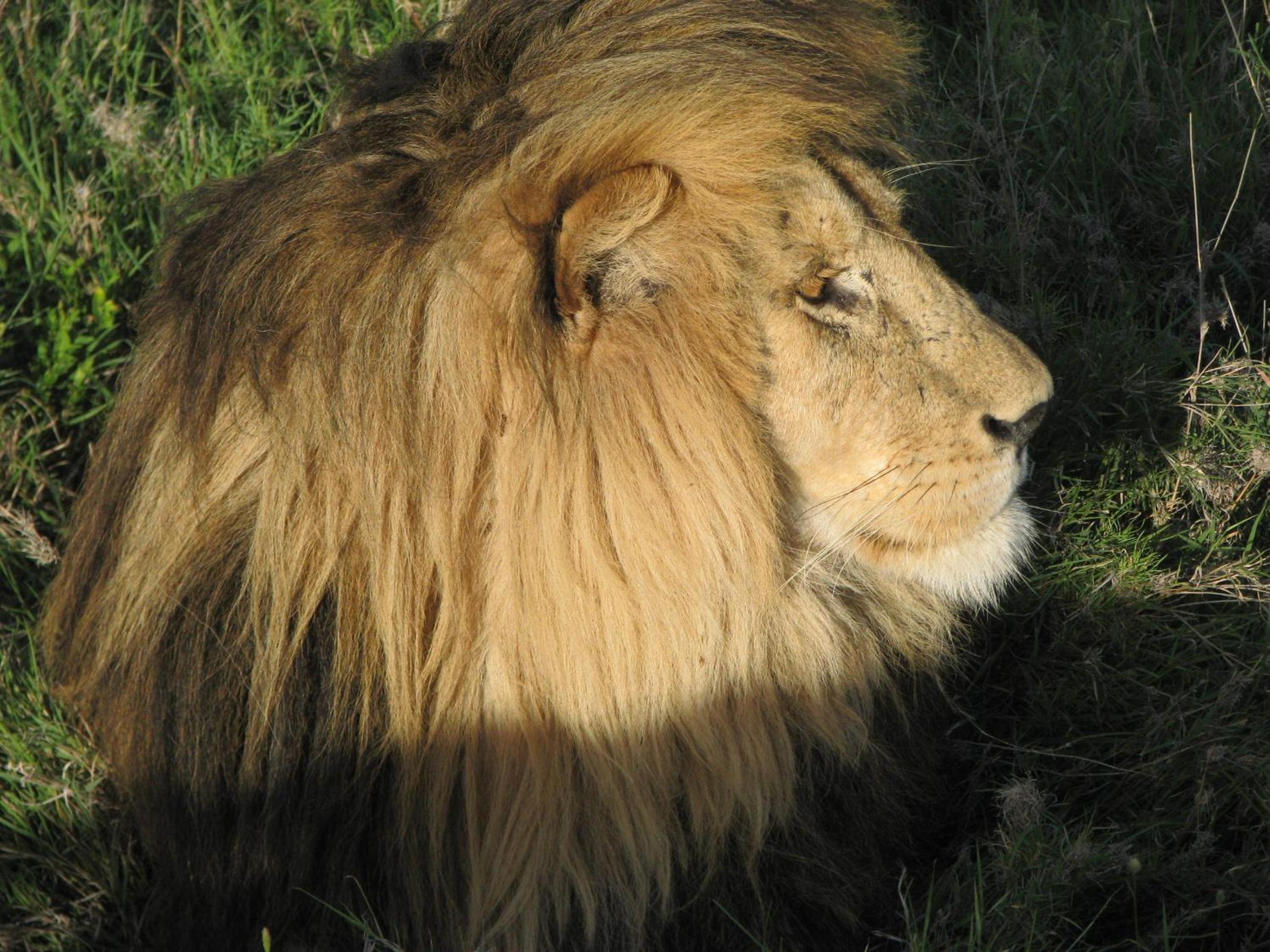 Maasai Simba Camp