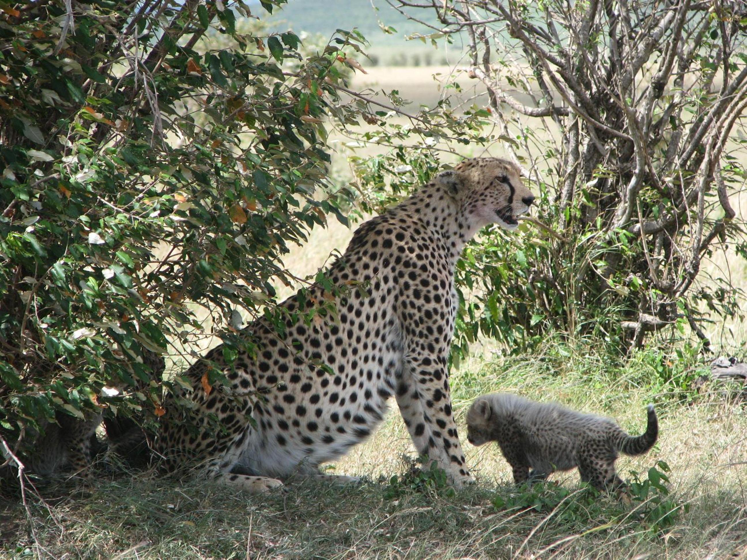 Maasai Simba Camp