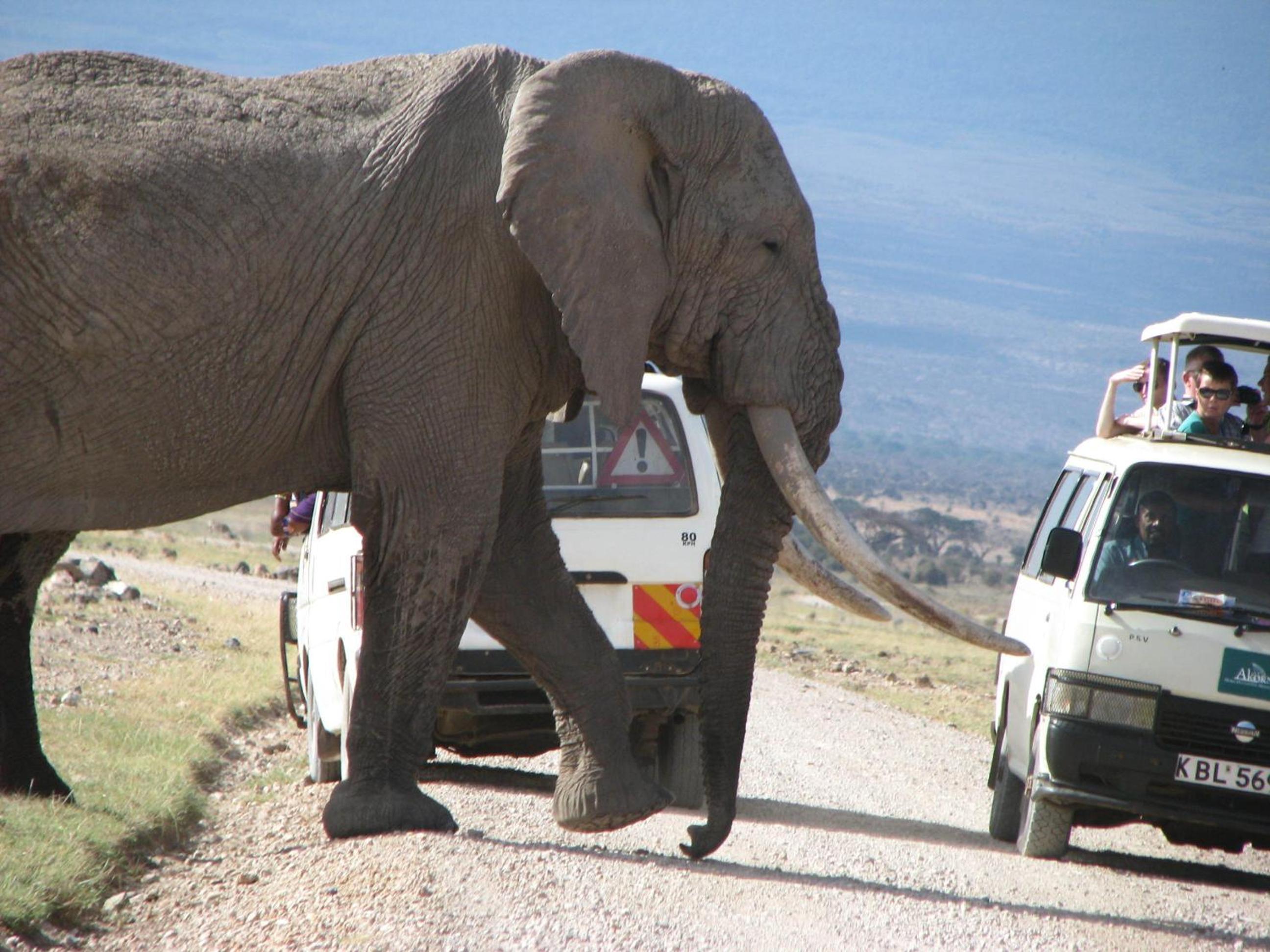 Maasai Simba Camp