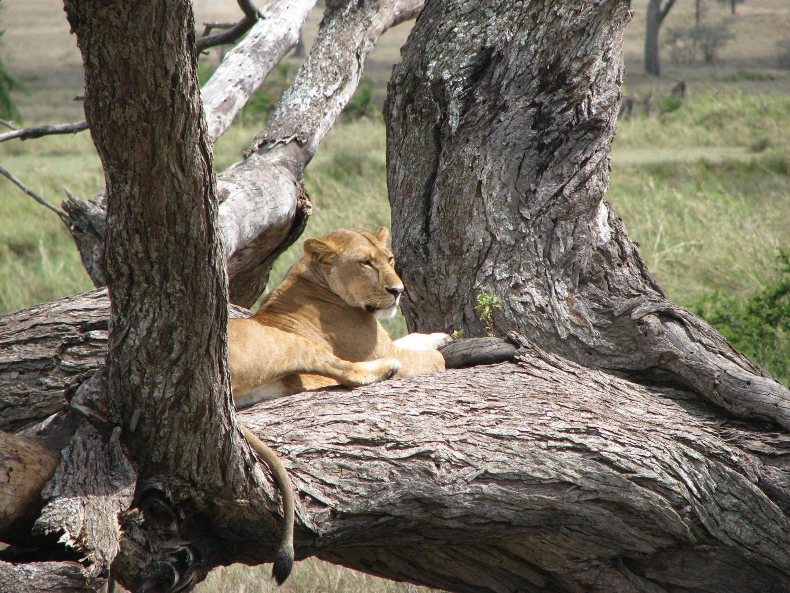 Maasai Simba Camp