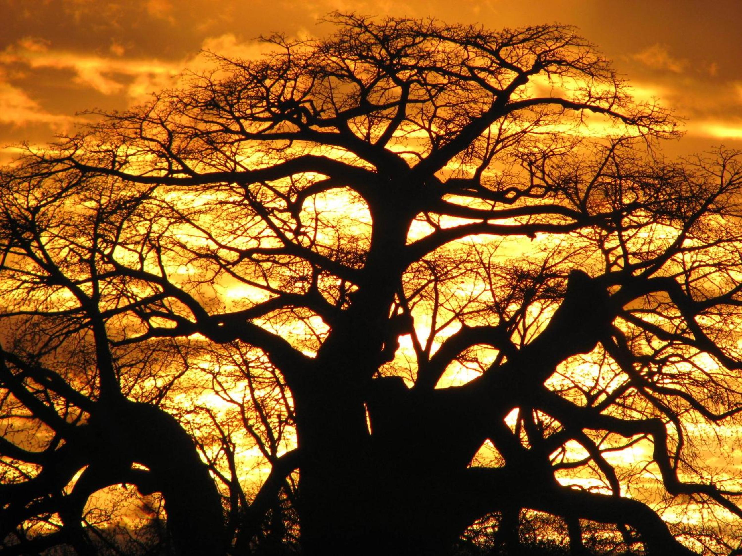 Maasai Simba Camp