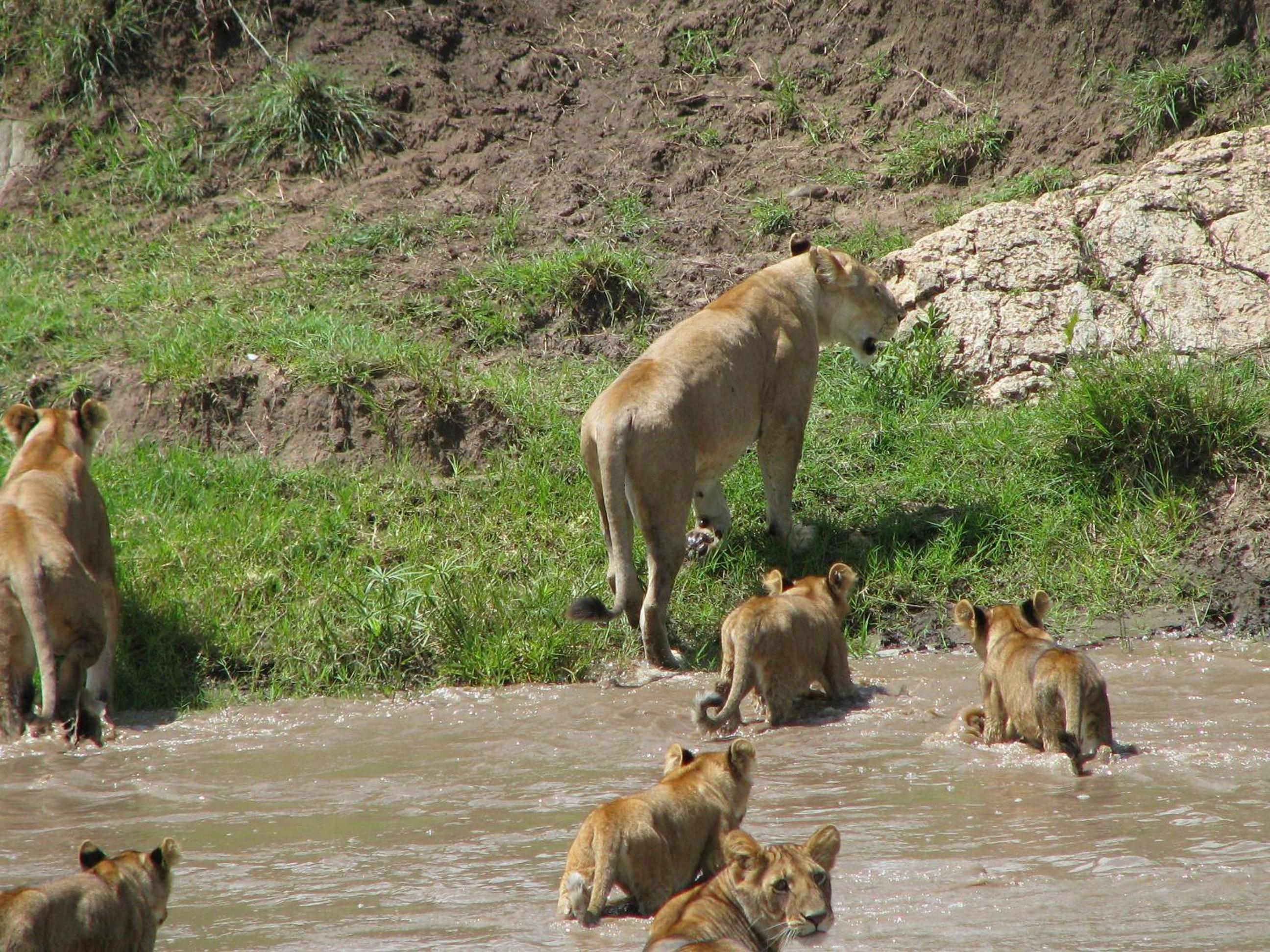 Maasai Simba Camp