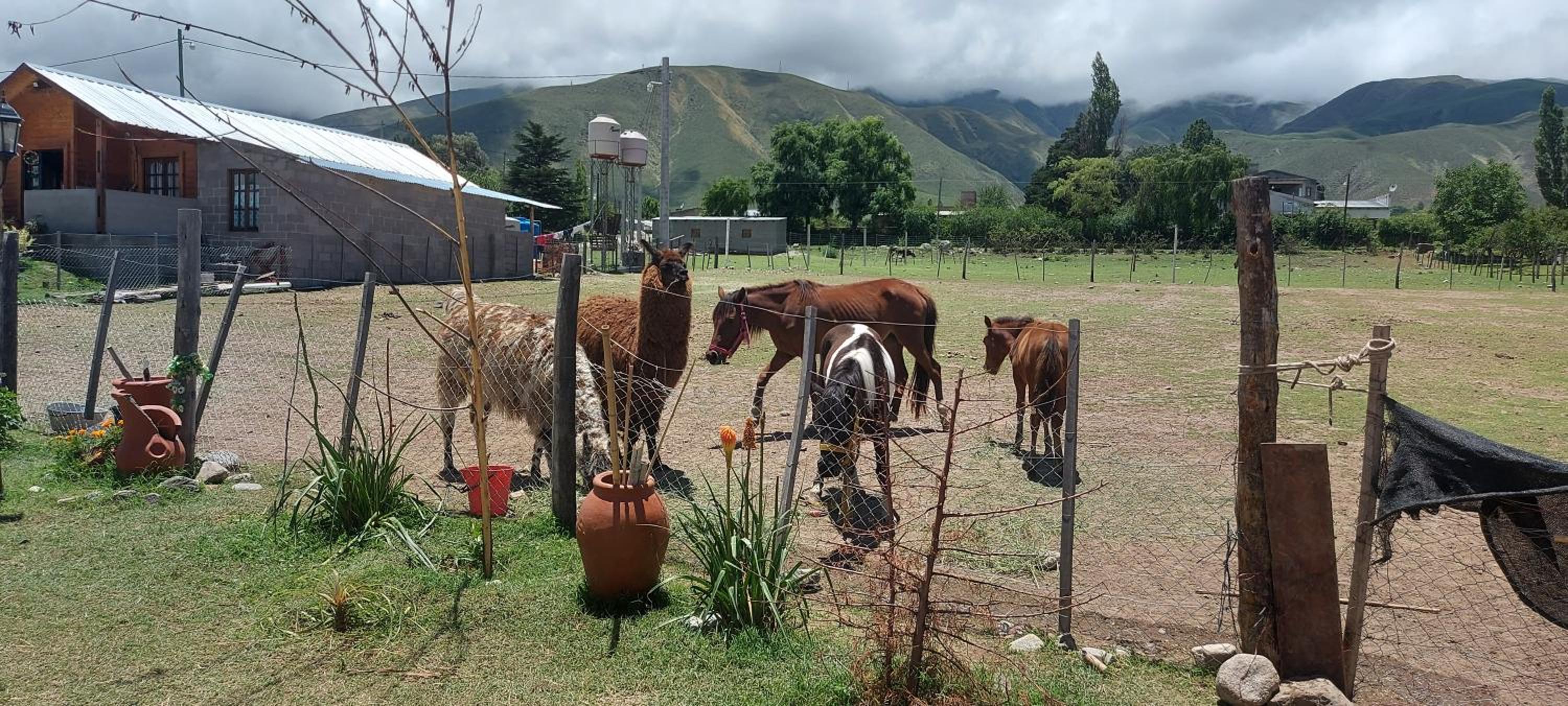 Aires de Tafi