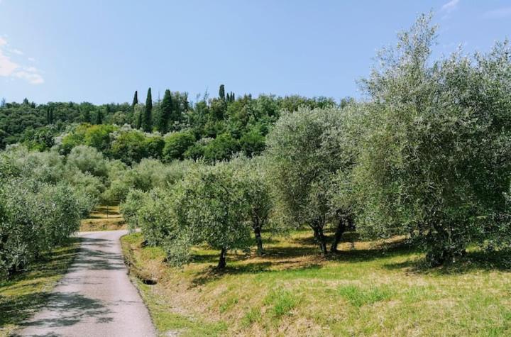 Villa Cipresso 2, photo 19