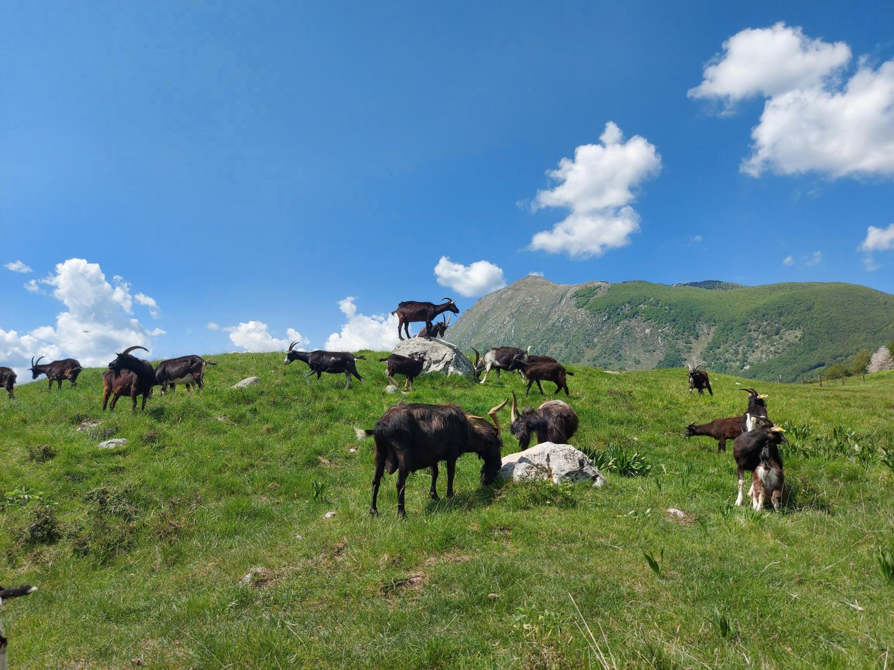 Apartma Mataj view 5