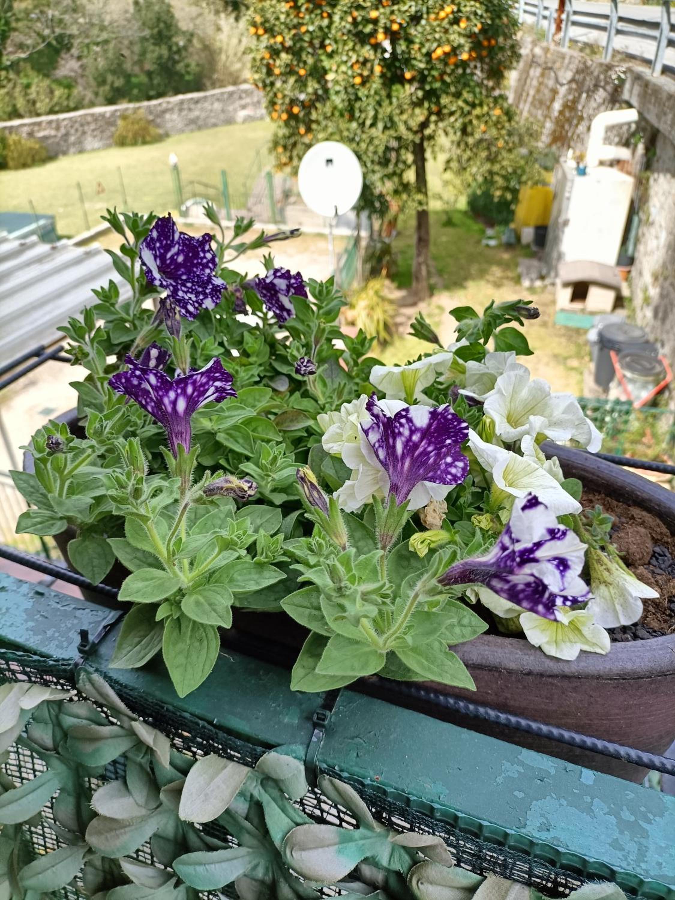 Photo 19