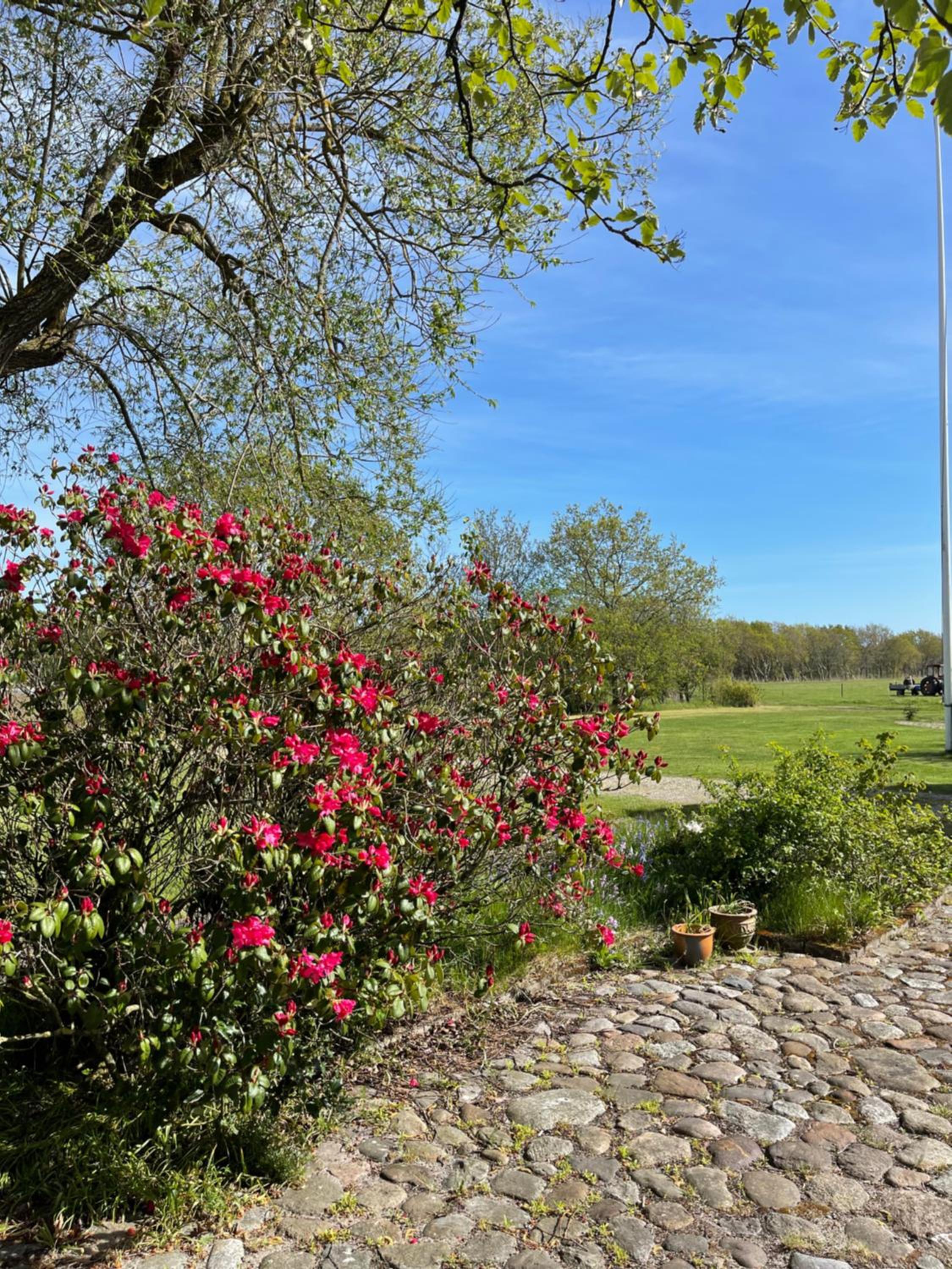 Landlig idyl på Dommergården Bed and Coffee