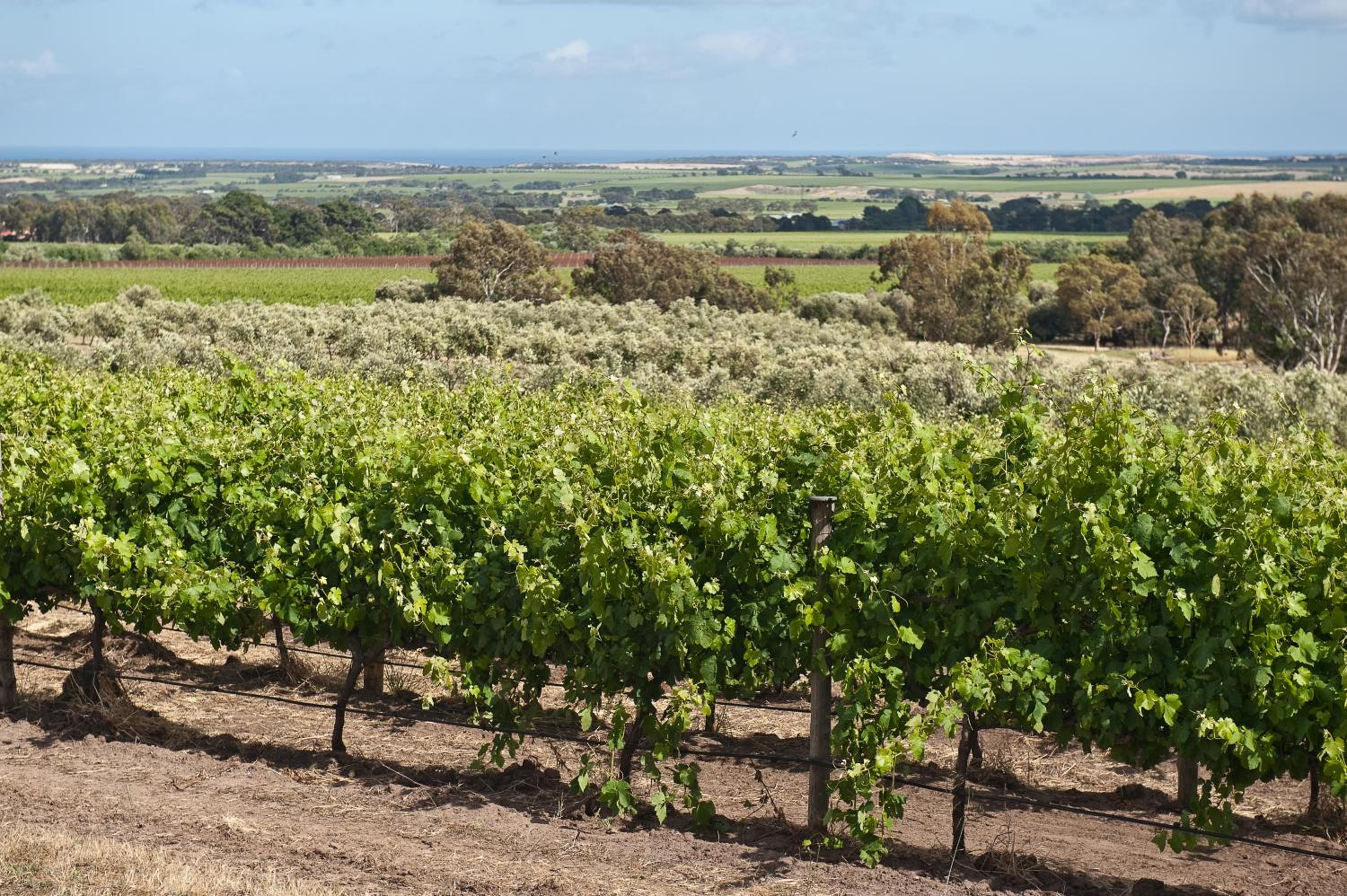 The Farm Willunga