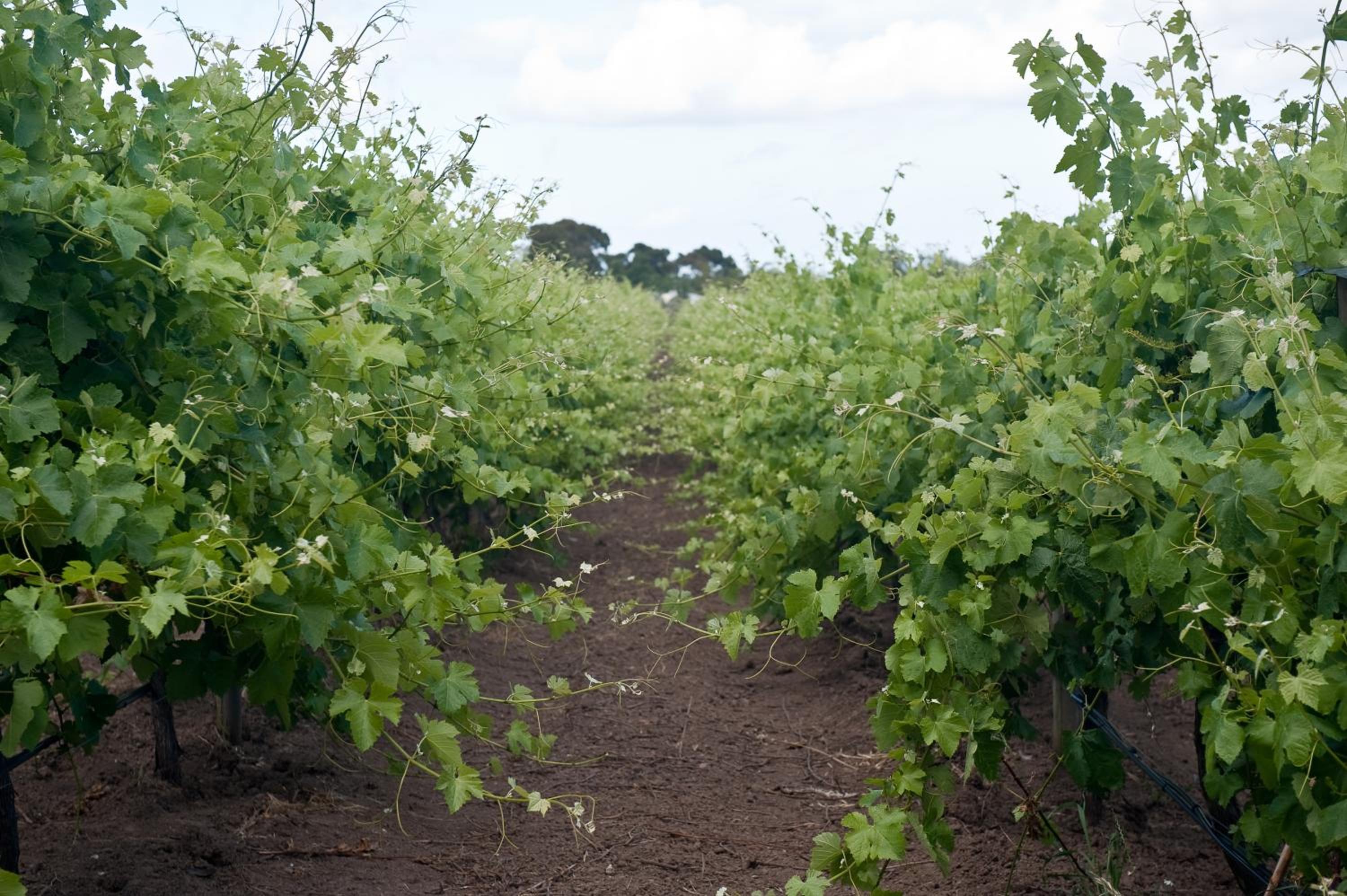 The Farm Willunga