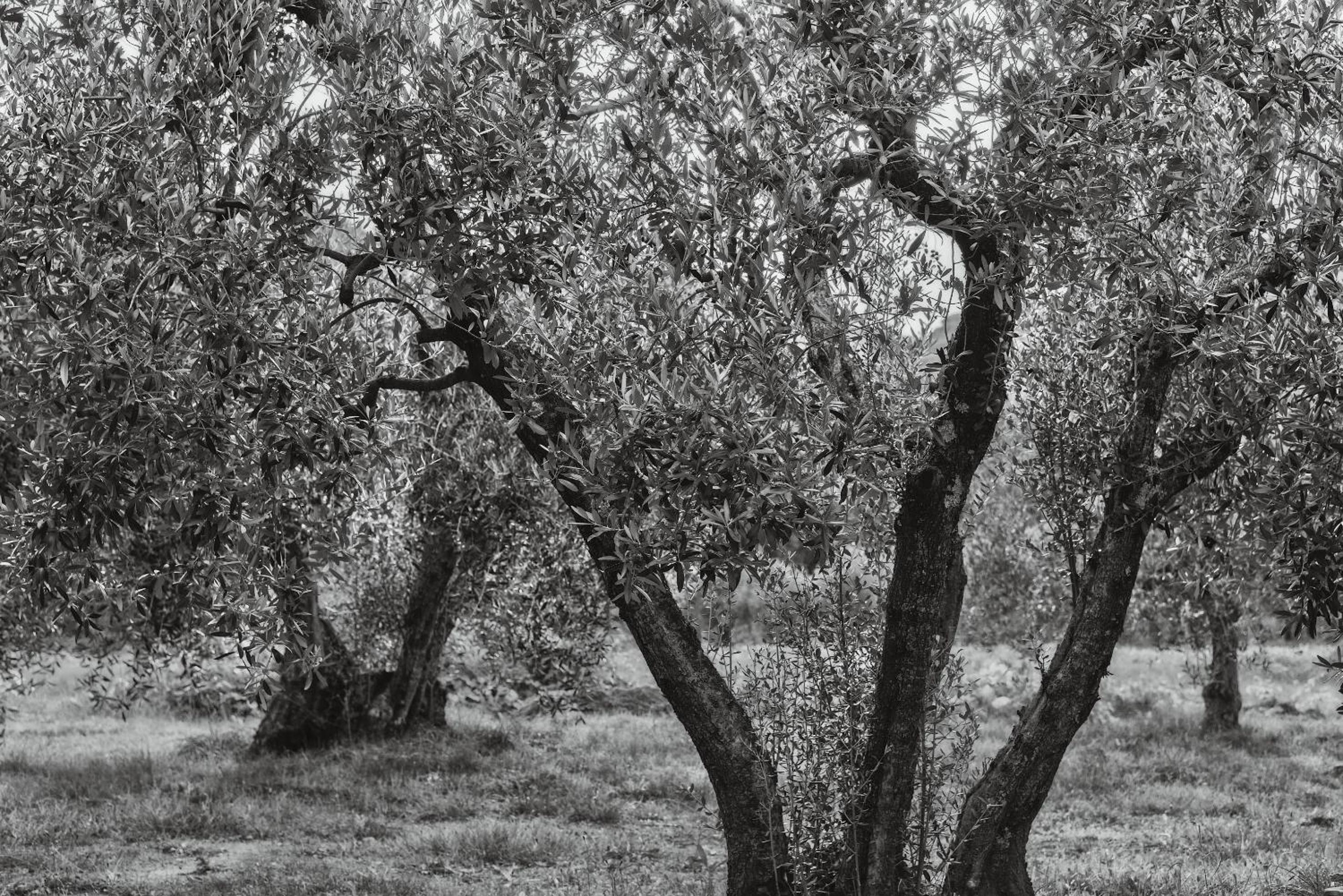 Podere Le Cortine view 2