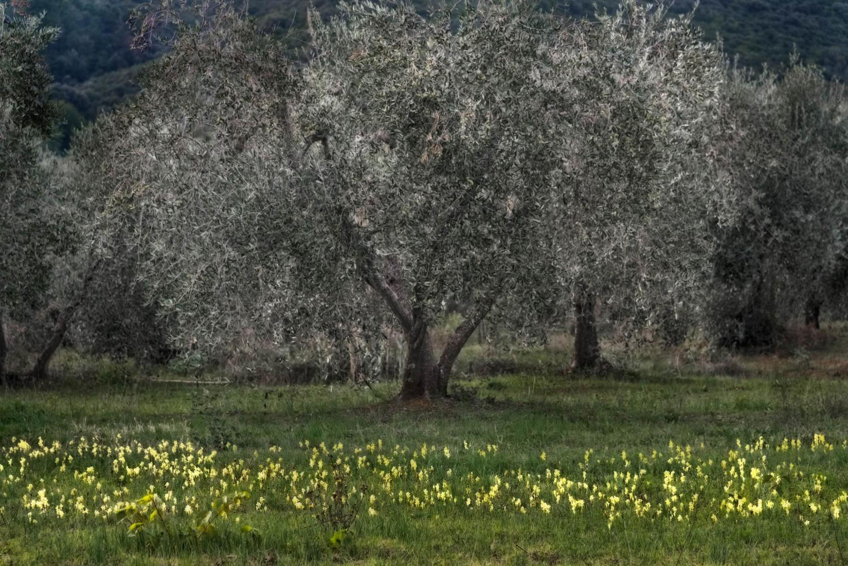 Podere Le Cortine view 4