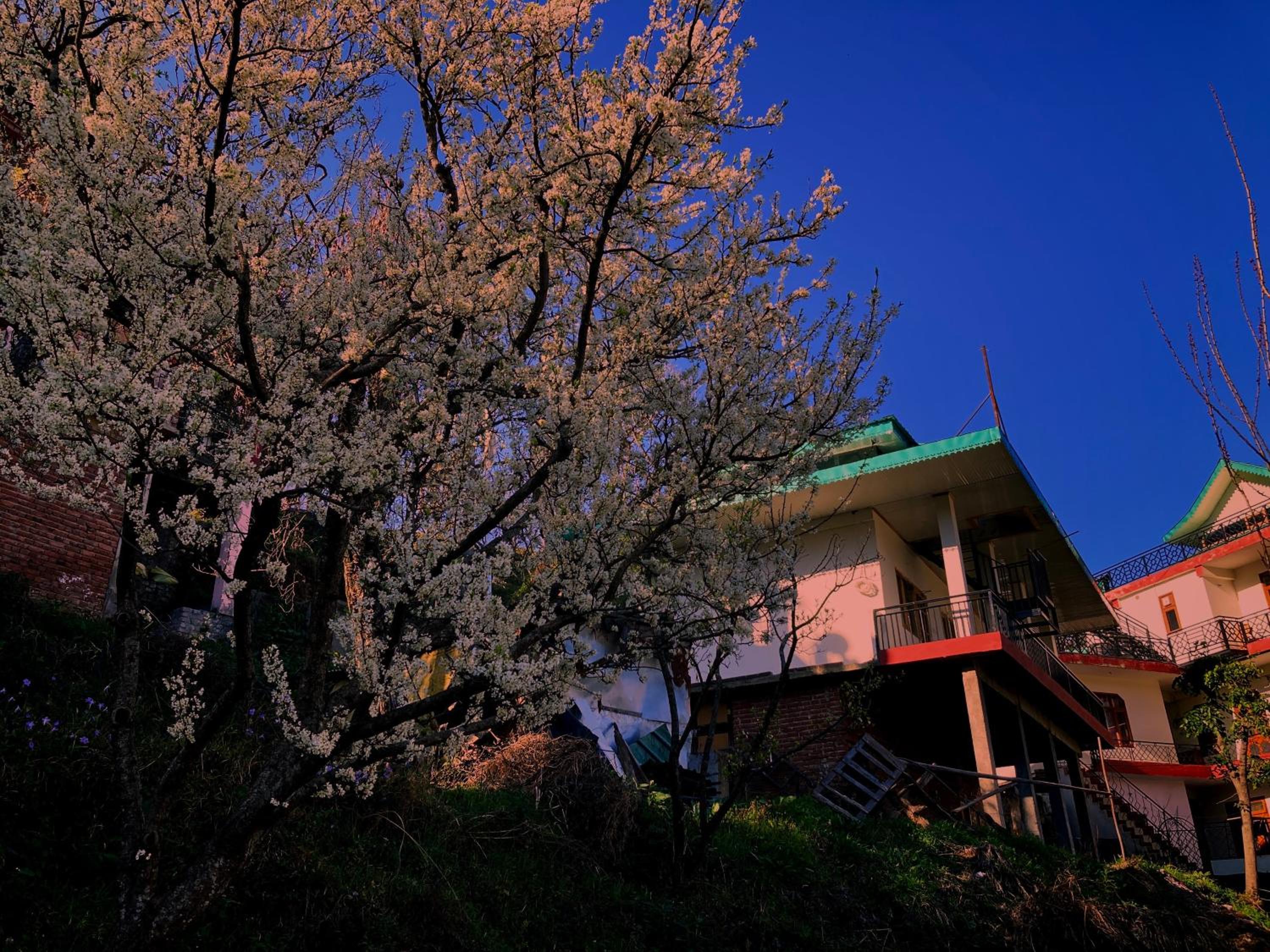 Orchid Homestay view 3