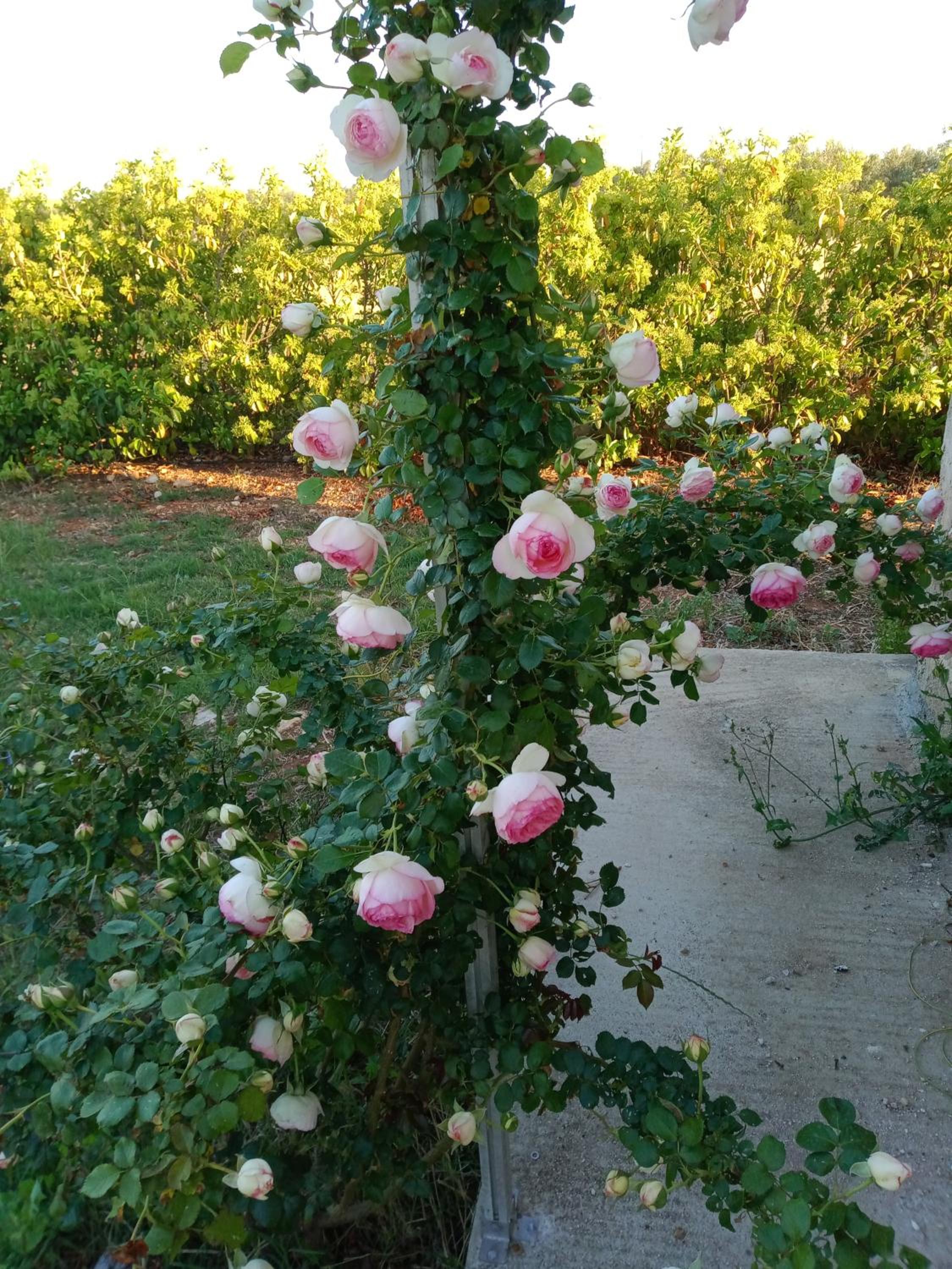 Photo 52