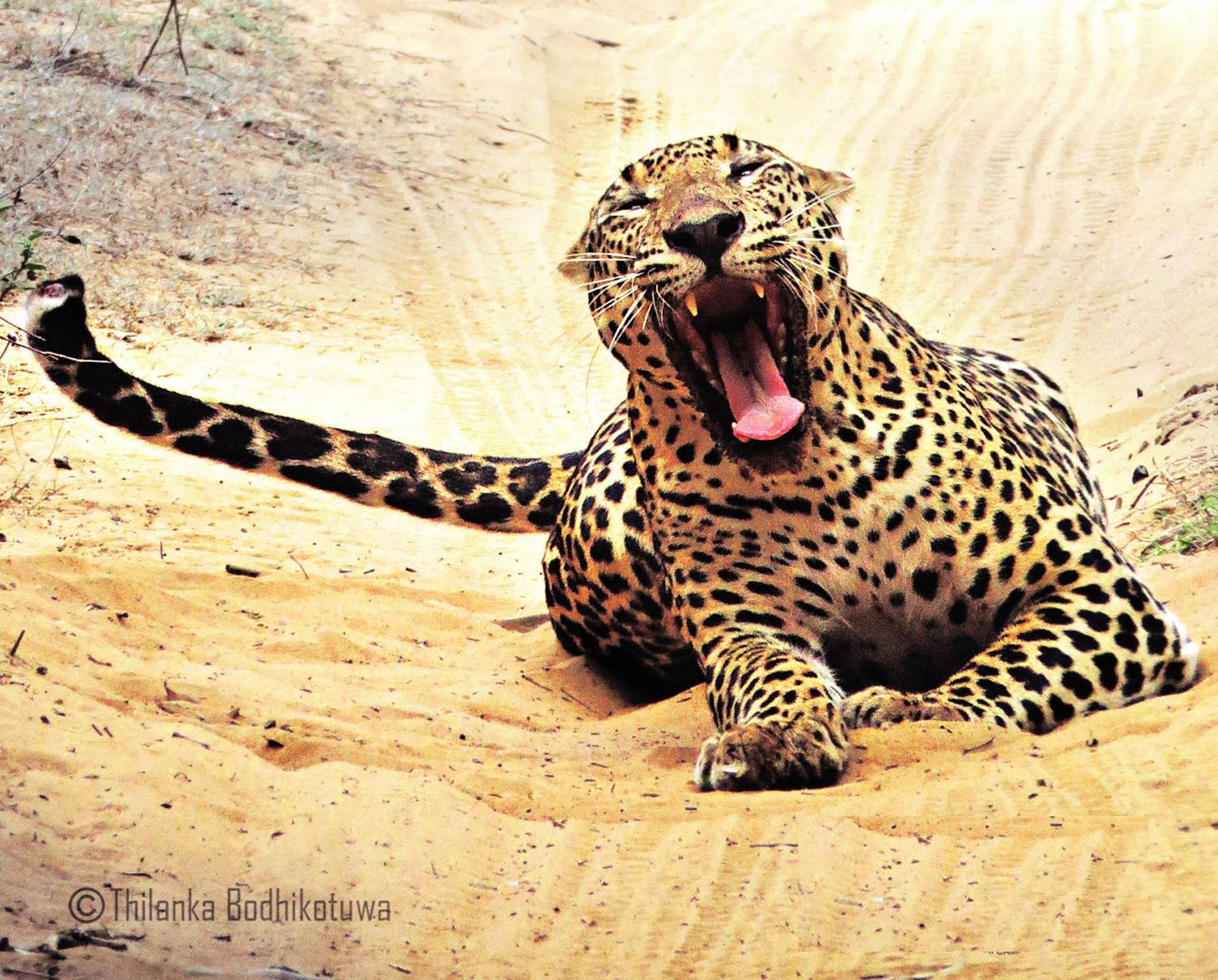 Mahoora Wilpattu - by Eco Team