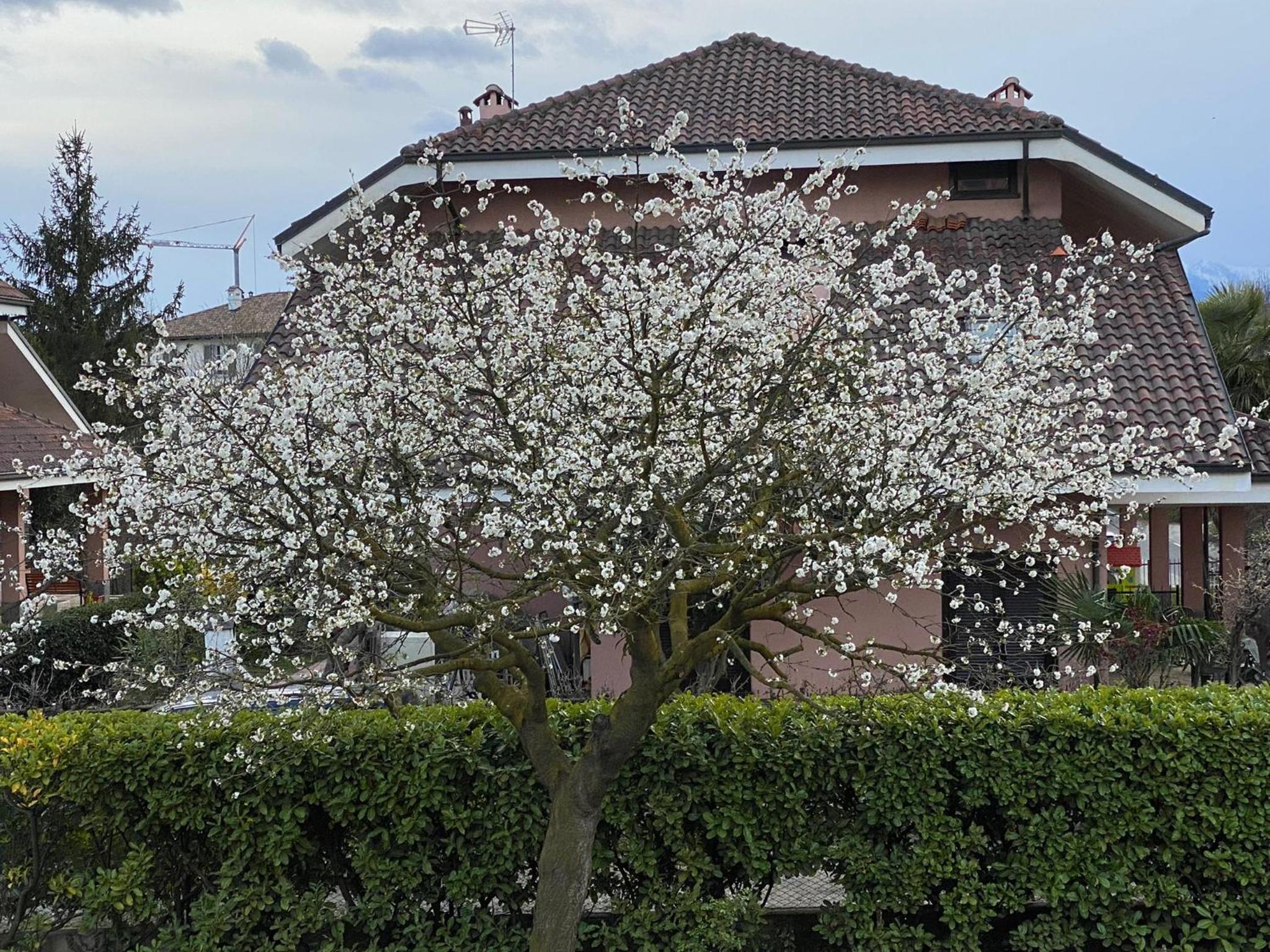 B&B Il Ciliegio Druento