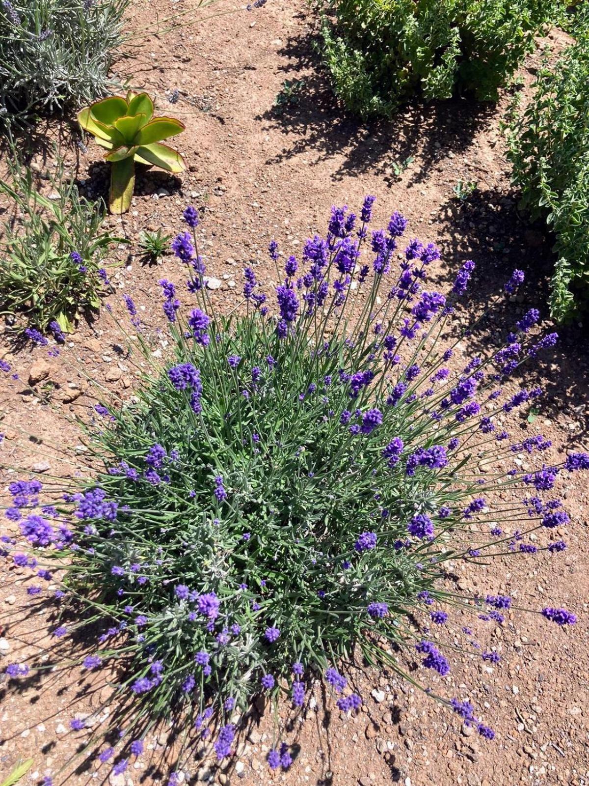 Dammuso Pantelleria - Fiori D'Ossidiana