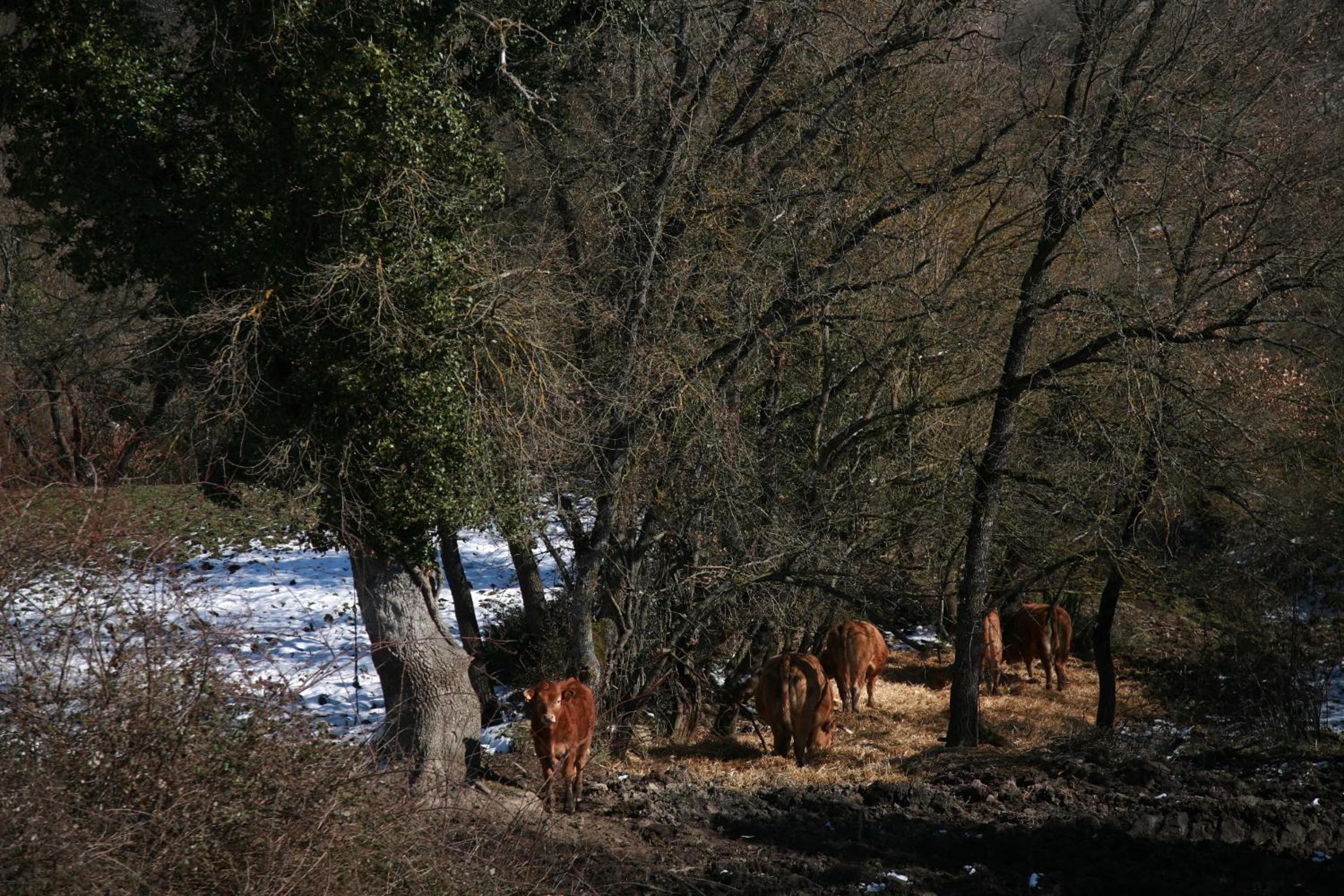 Agroturismo La Casa Vieja