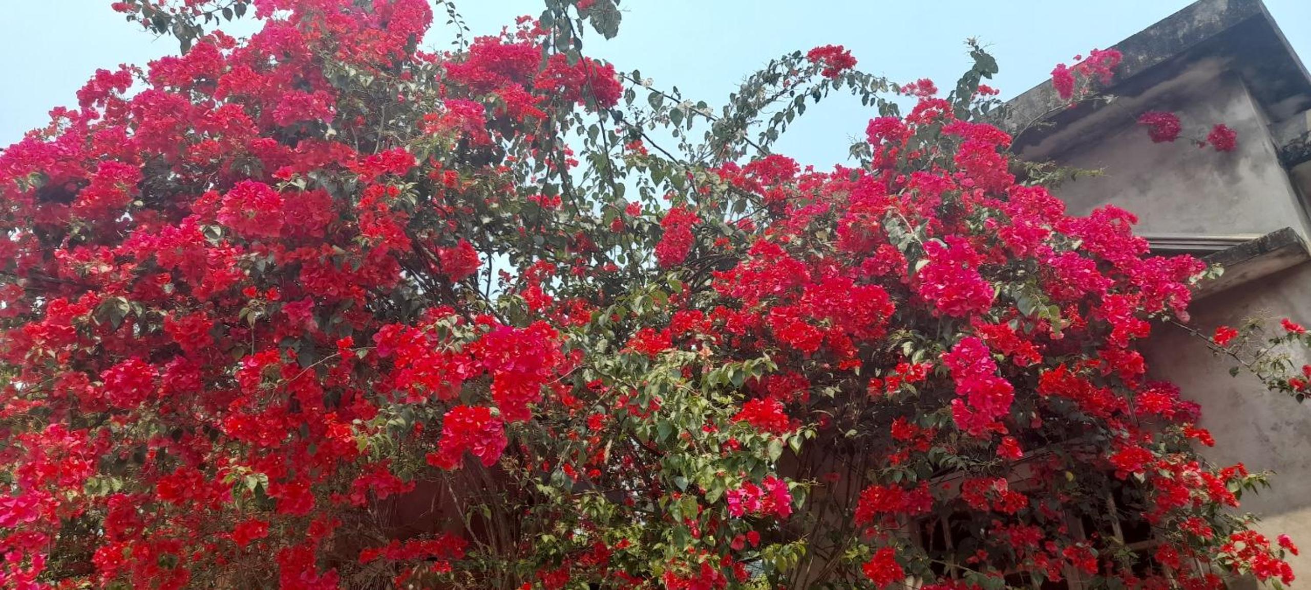 Carambola Bungalow