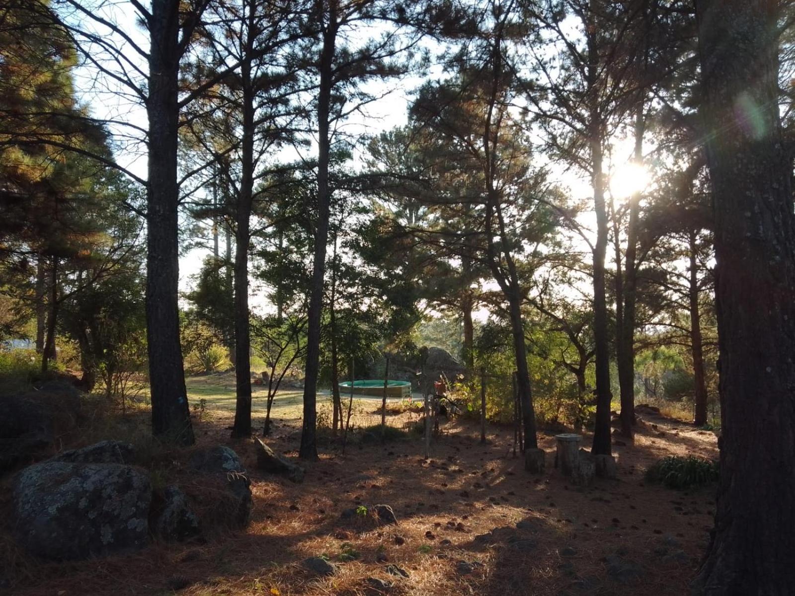 Árbol de Oro - Terrafirme