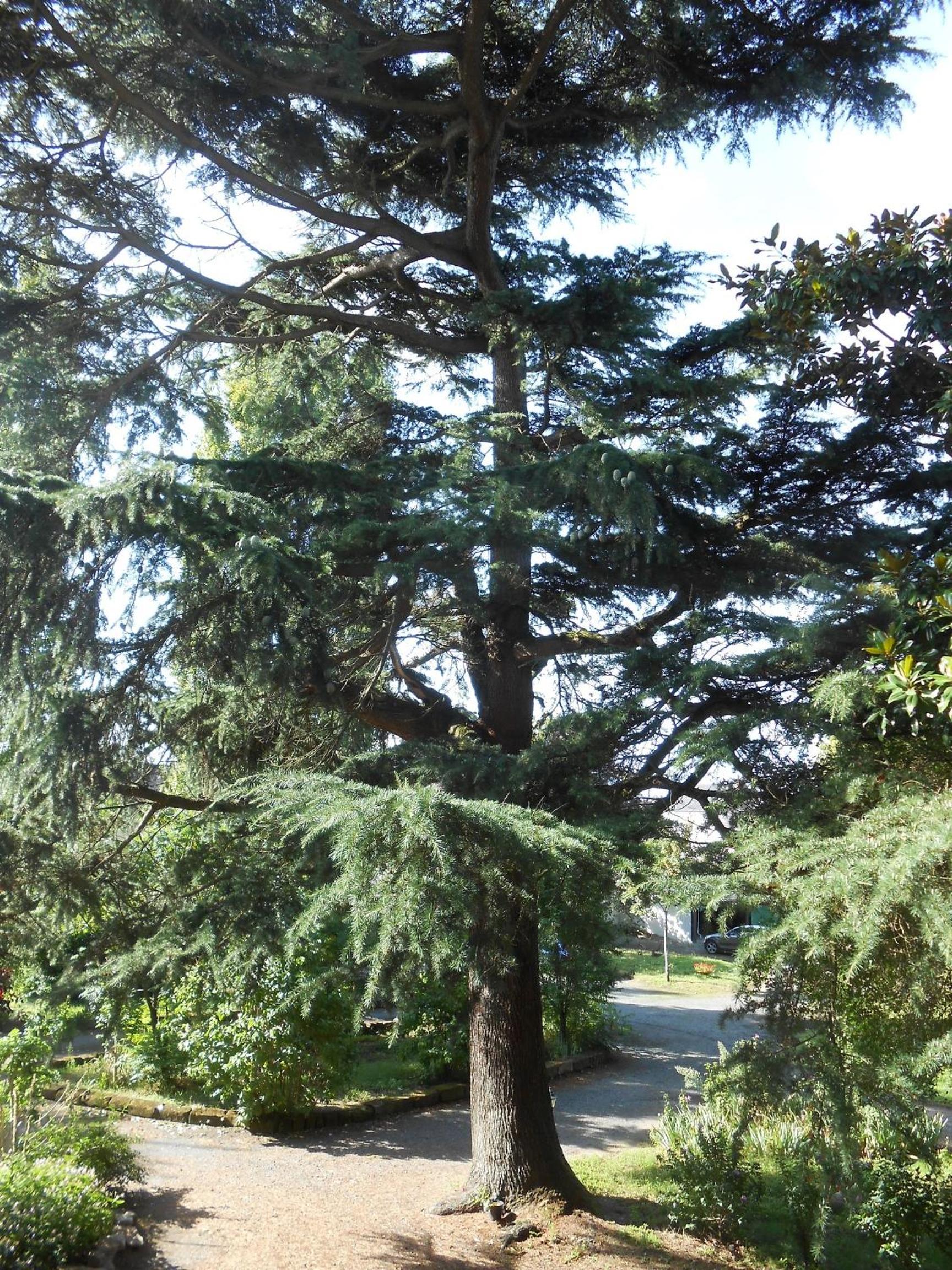 Photo 42