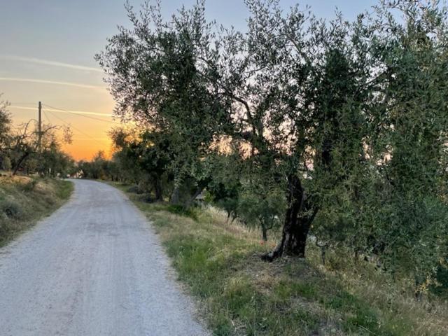 Podere Zelmira