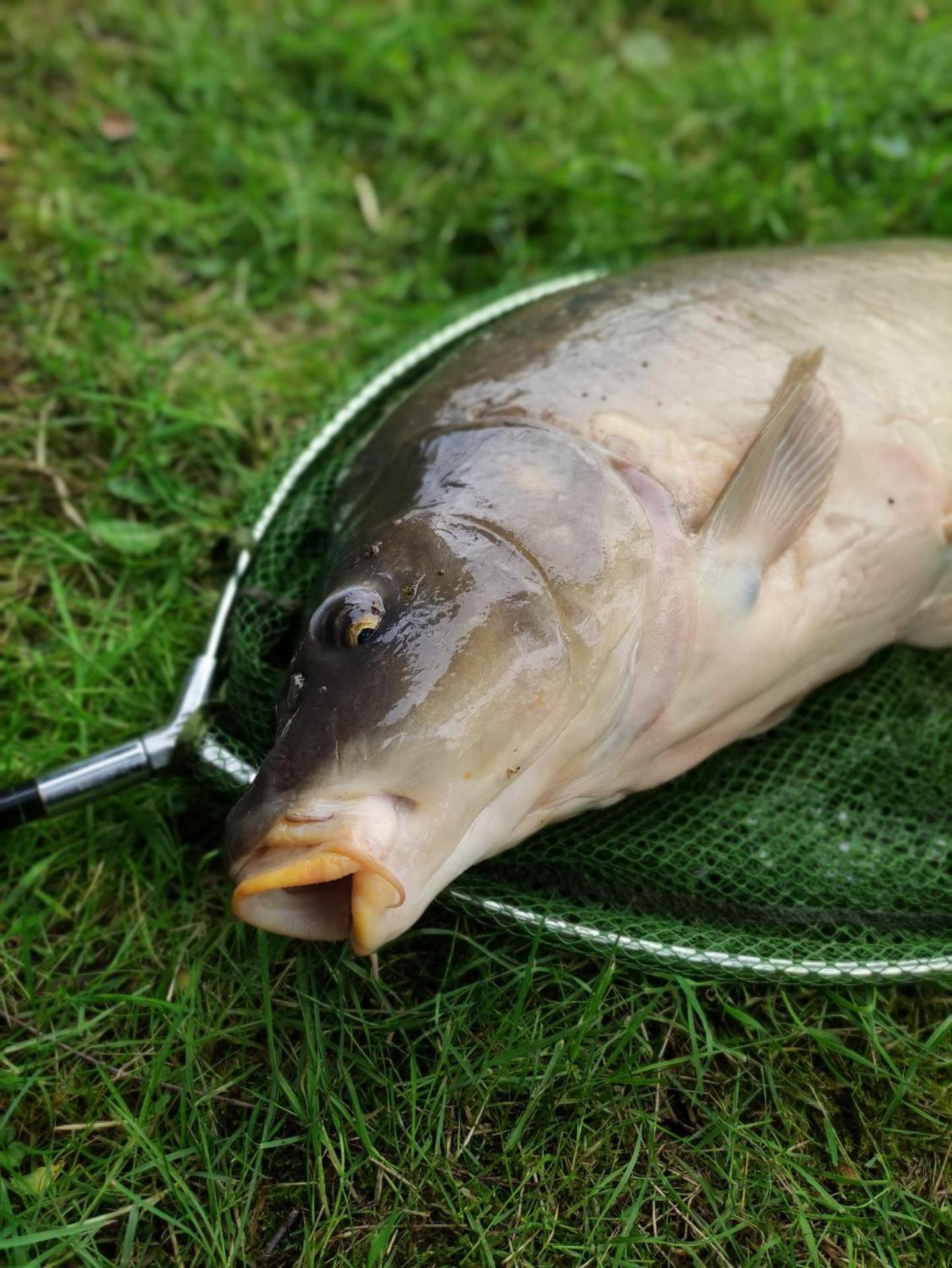 Deux étangs poissonneux au milieu des bois avec gîte moderne, la halte des deux lacs