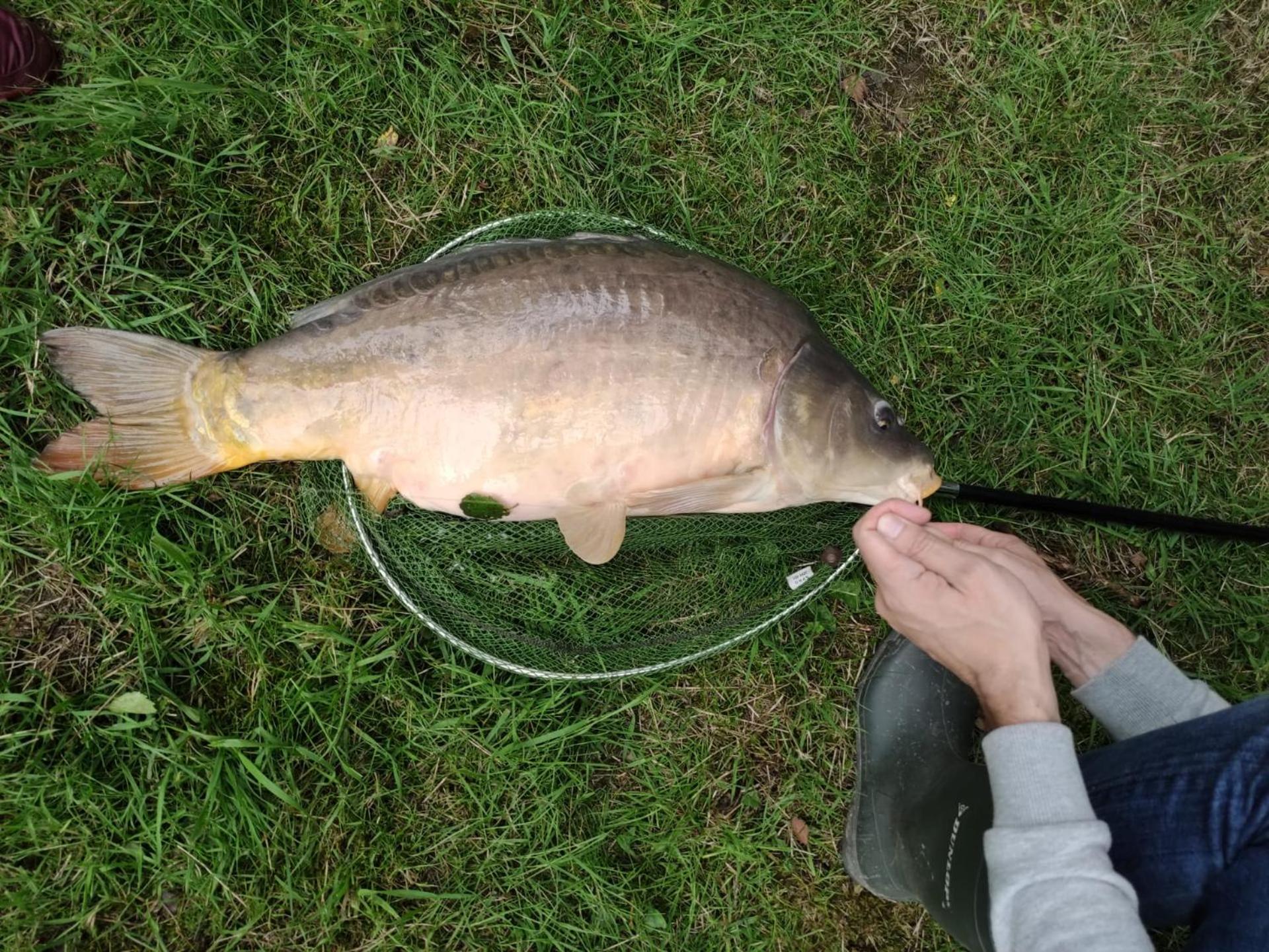 Deux étangs poissonneux au milieu des bois avec gîte moderne, la halte des deux lacs