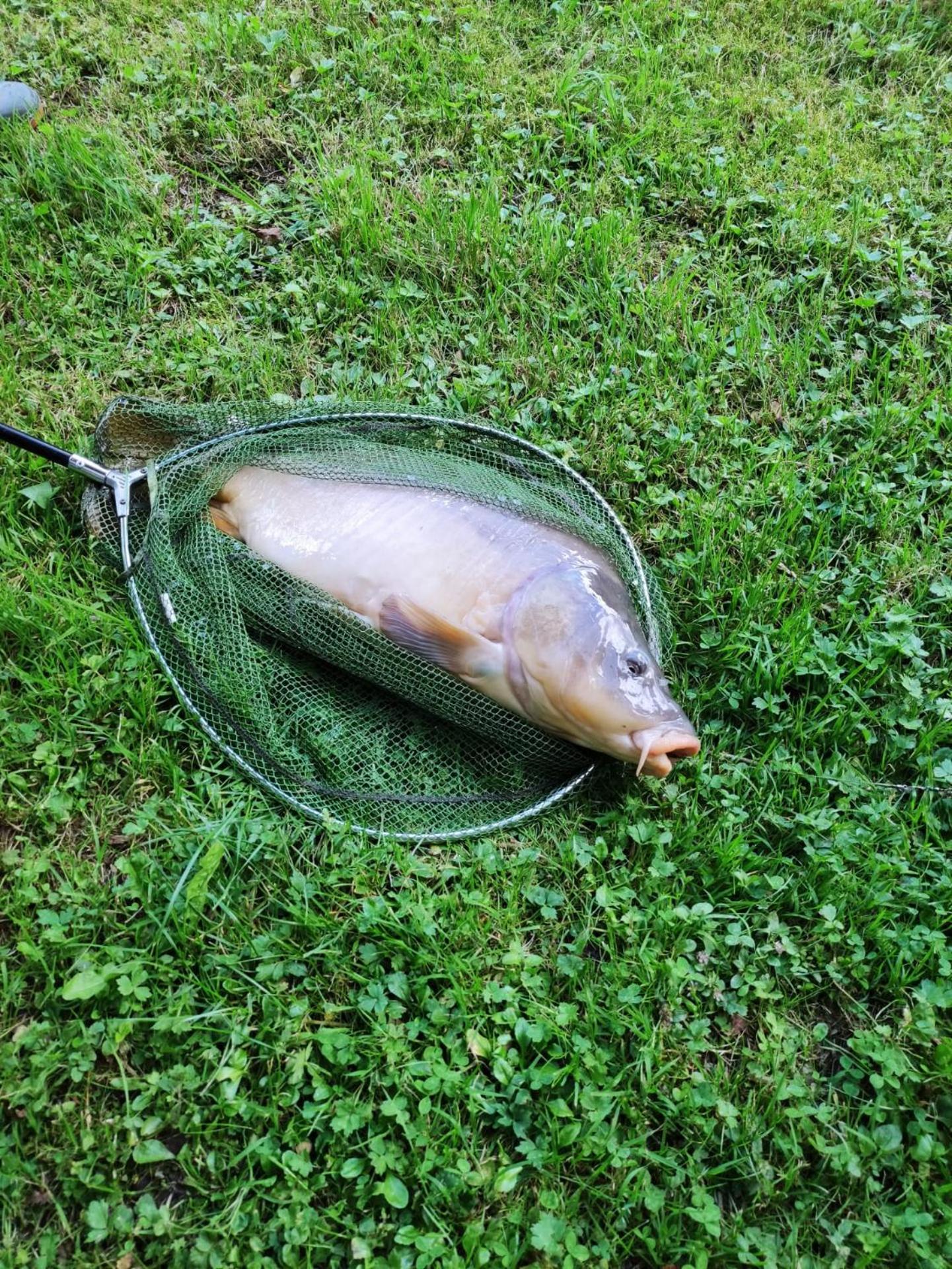 Deux étangs poissonneux au milieu des bois avec gîte moderne, la halte des deux lacs