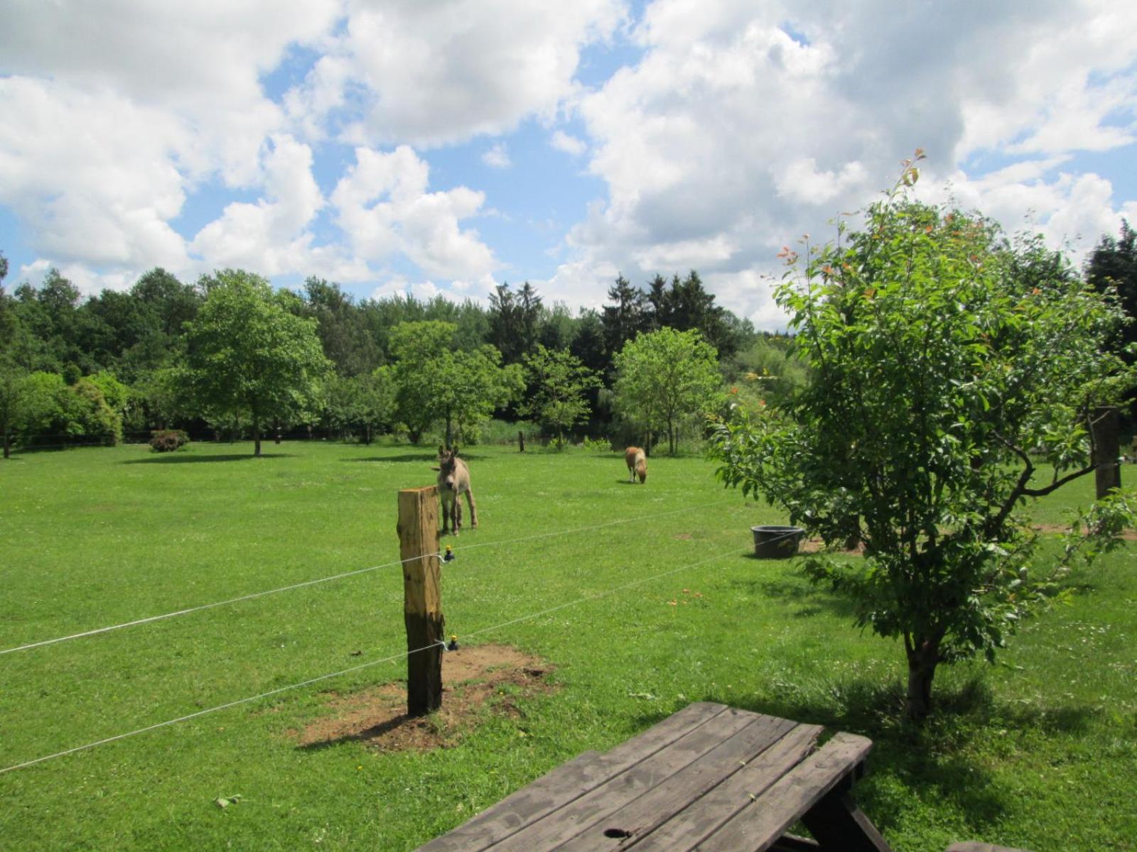 Florennes Gîte neuf 150 M2 devant un grand lac privé de 2 hectares poissonneux au milieu des bois