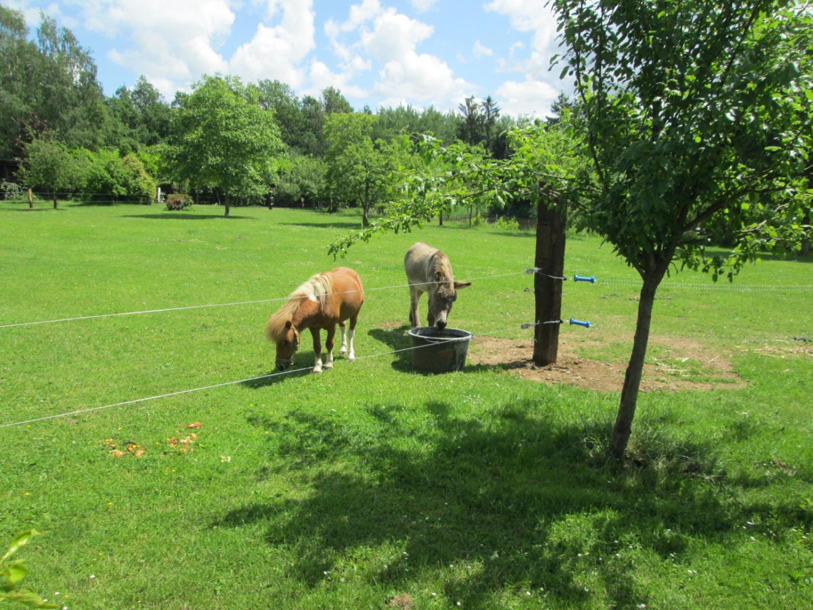 Florennes Gîte neuf 150 M2 devant un grand lac privé de 2 hectares poissonneux au milieu des bois