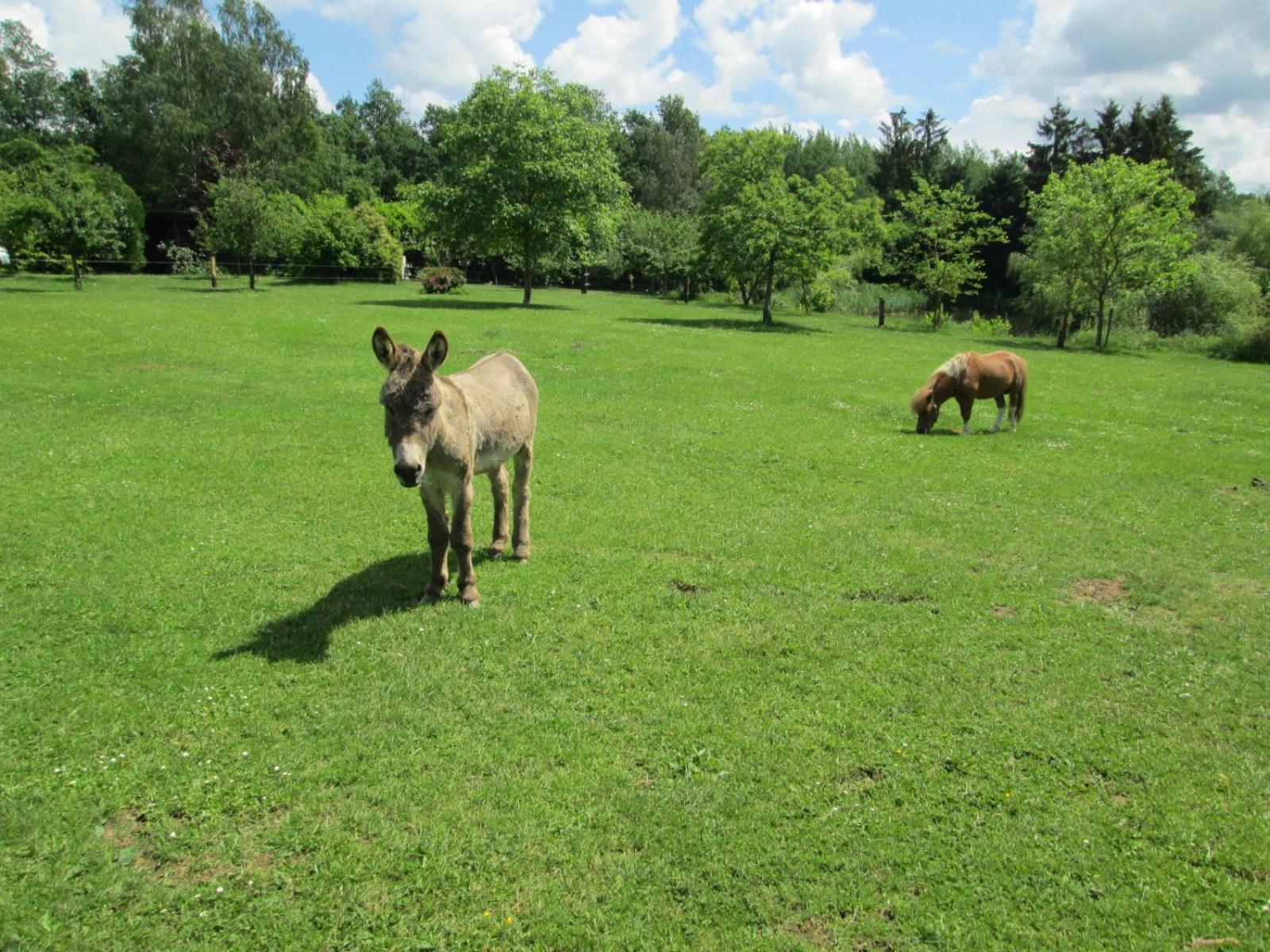 Florennes Gîte neuf 150 M2 devant un grand lac privé de 2 hectares poissonneux au milieu des bois