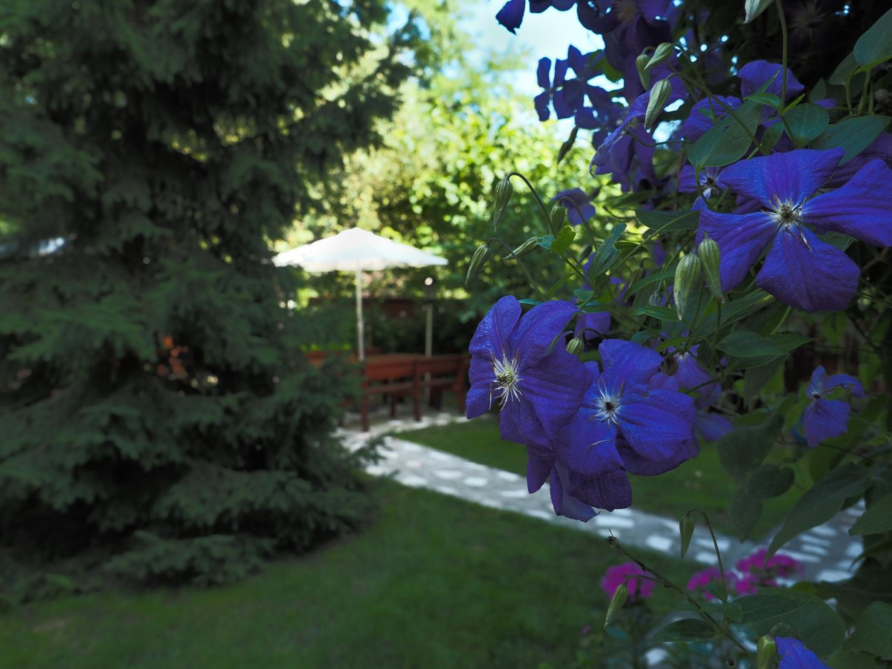Casa Camelia, photo 20