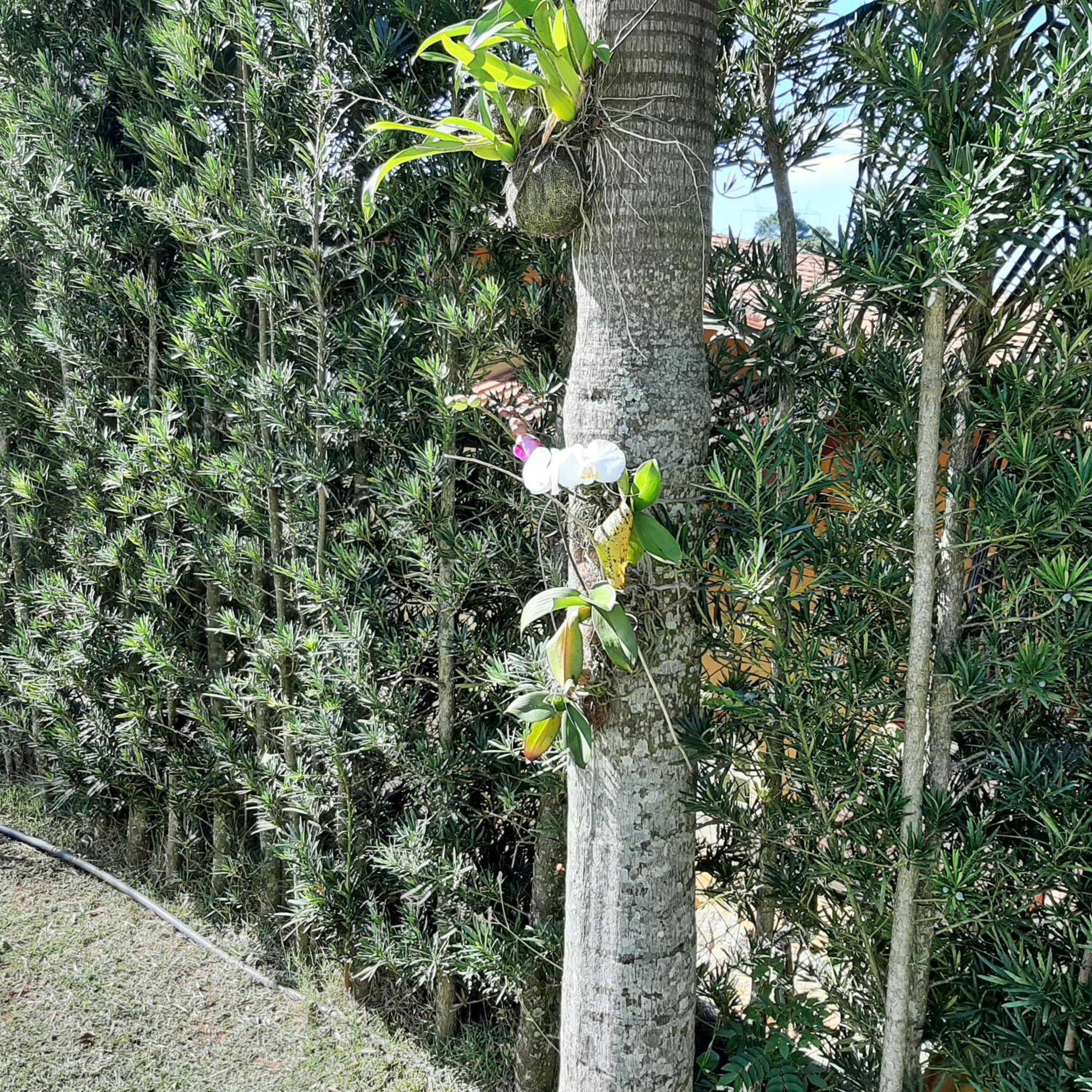 Chácara em Atibaia