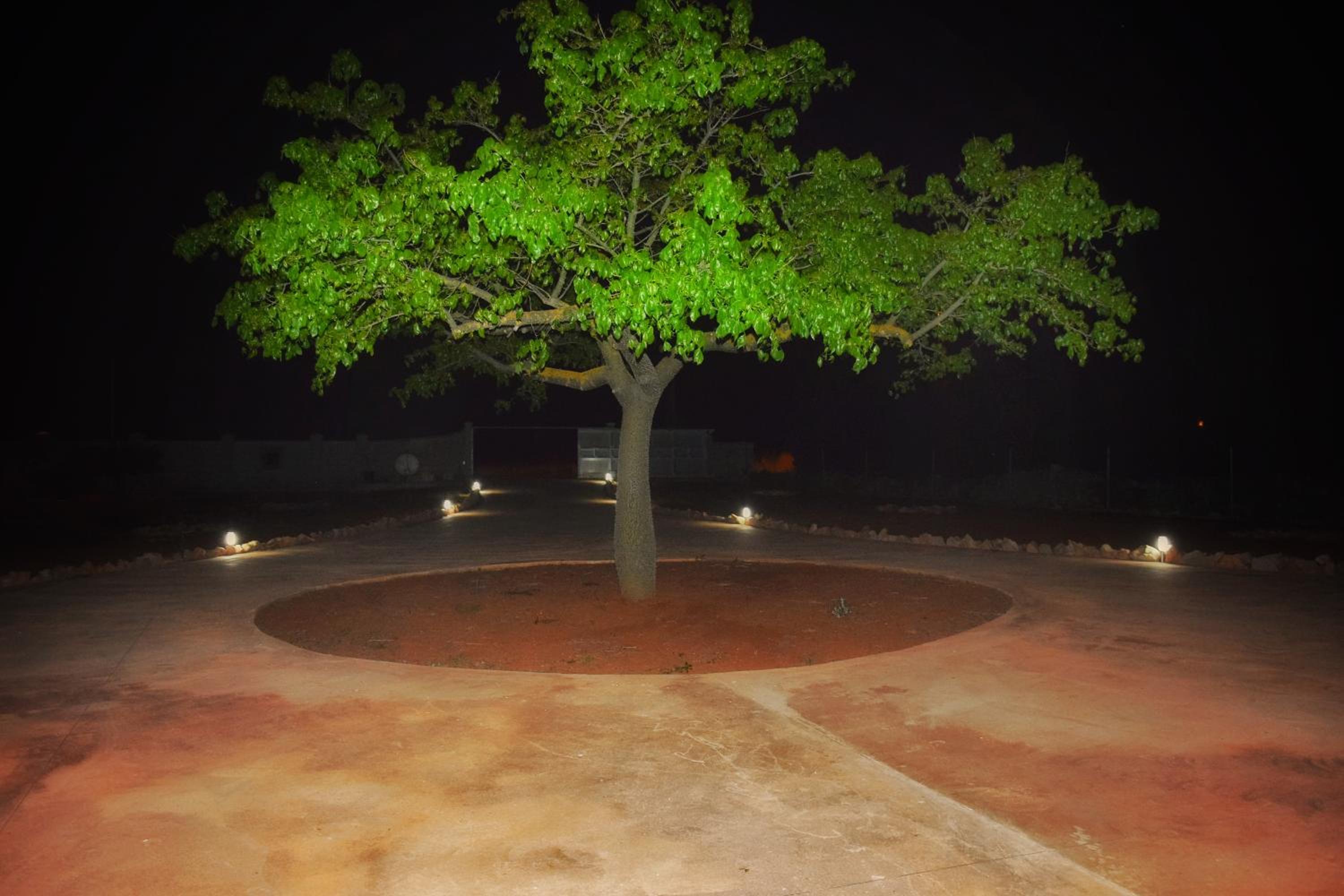 LaChorisia