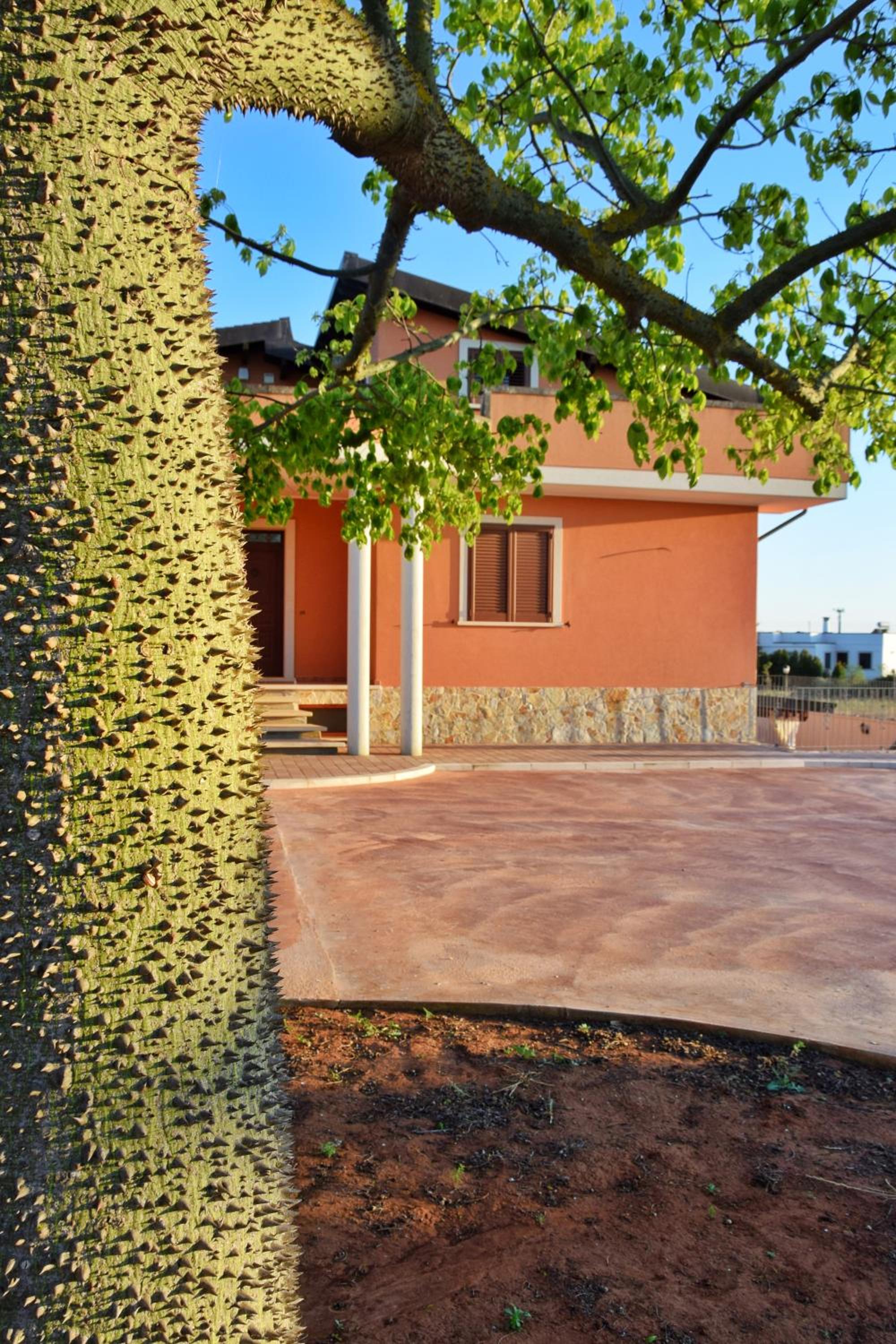 LaChorisia