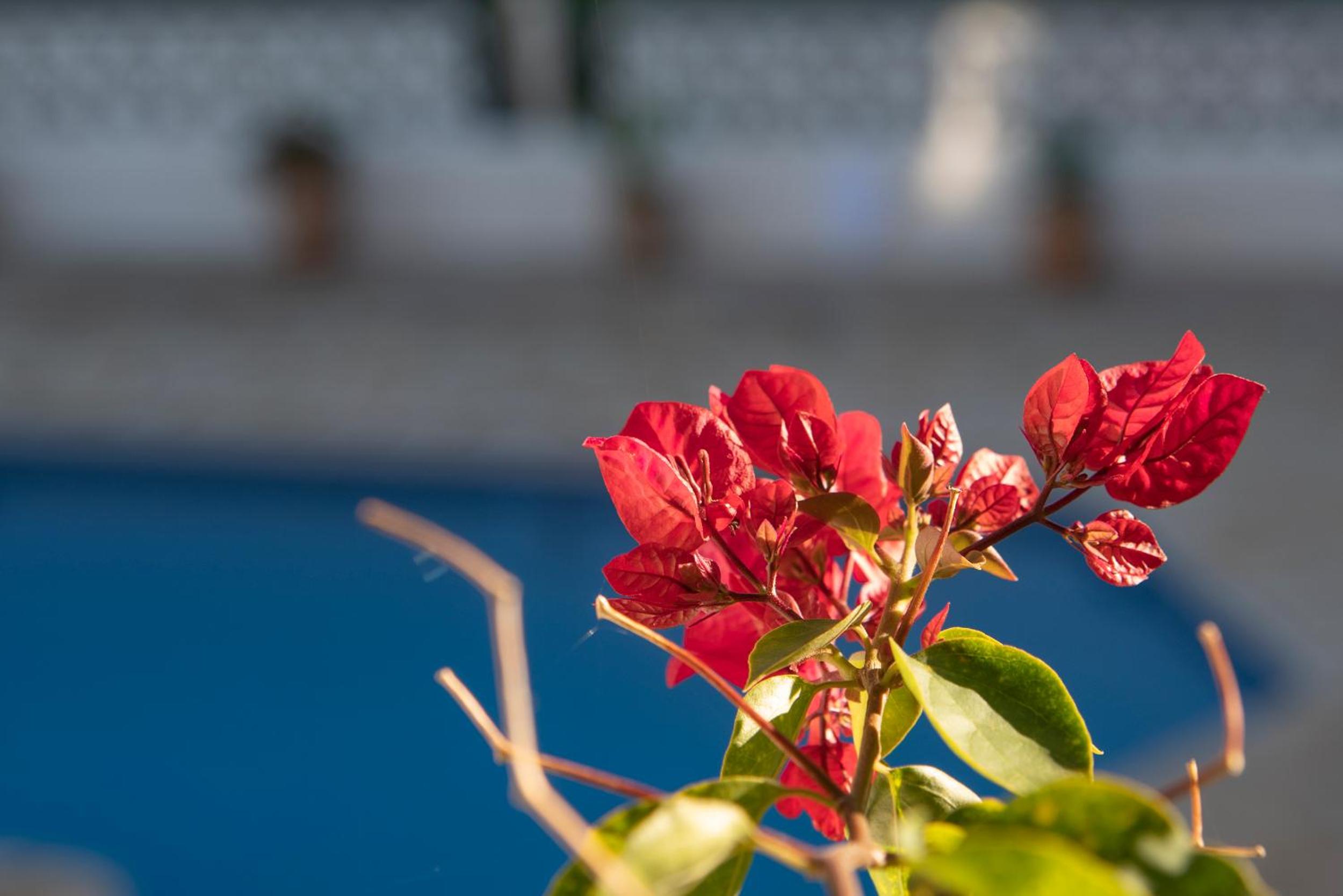 Villa Ritter - three bedroom with private pool - by Holiday Rentals Villamar view 3