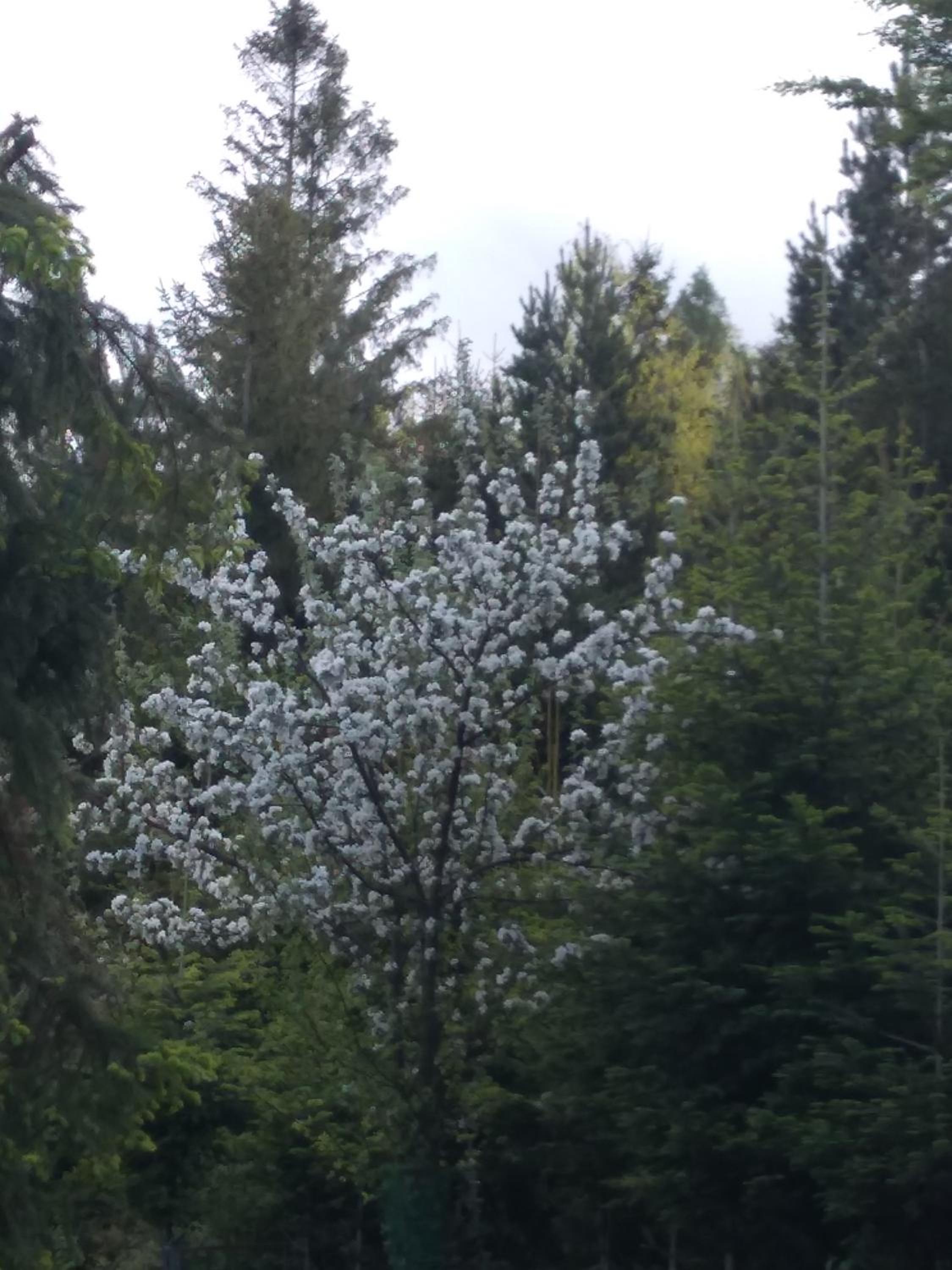 Kolędówka Rest, photo 44