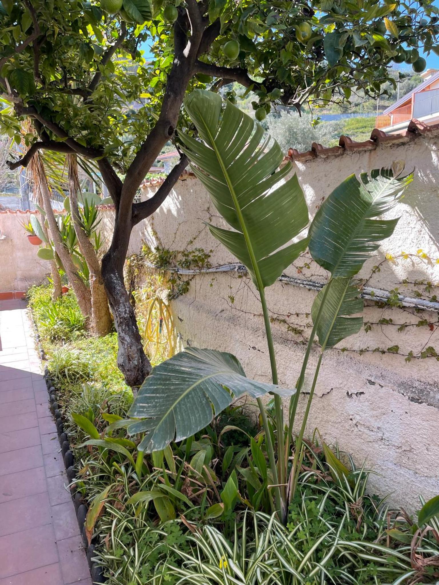 VILLA ALBA