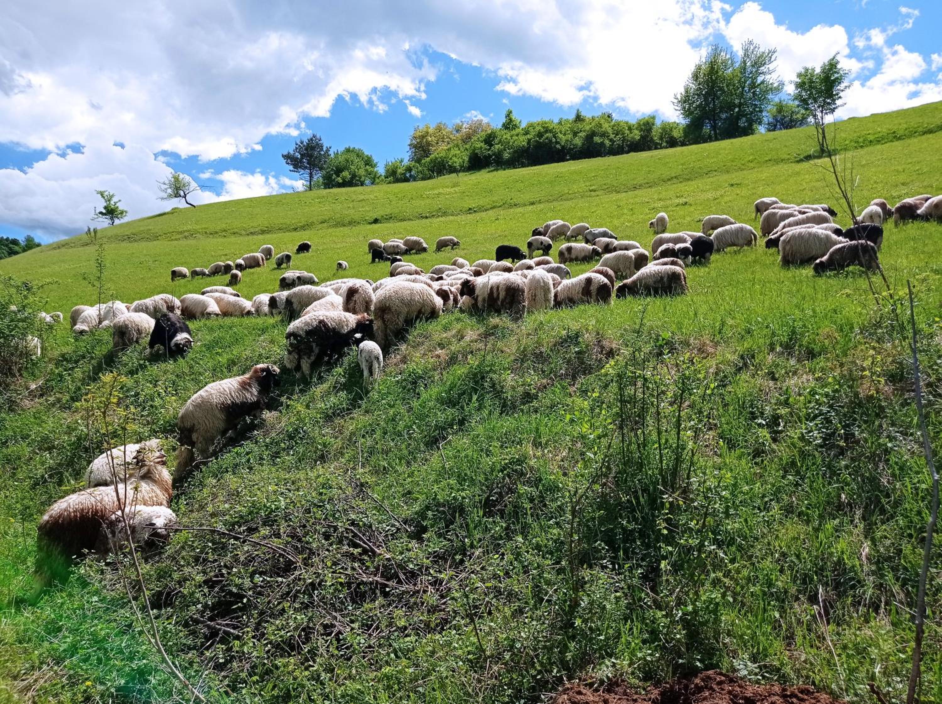 Malak Farma