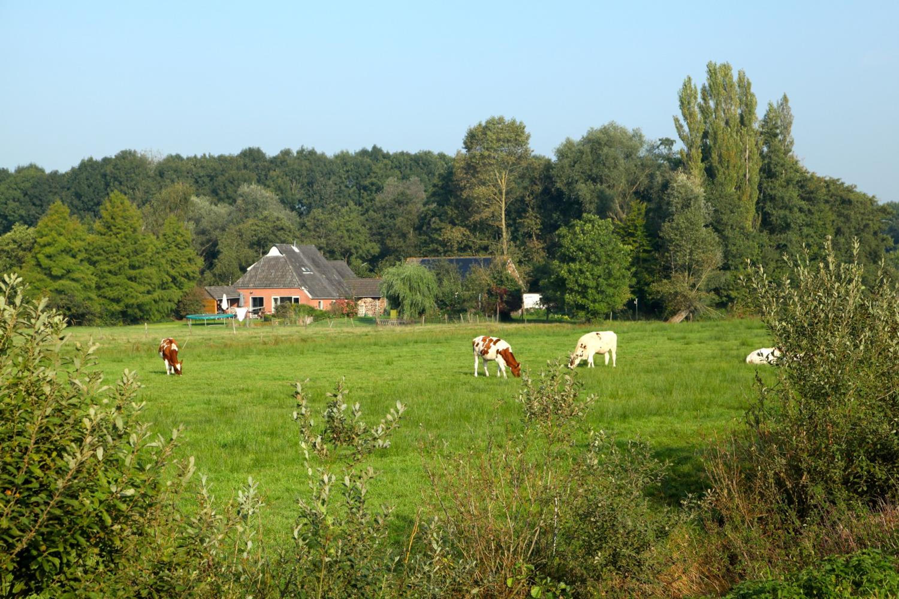 Photo 42