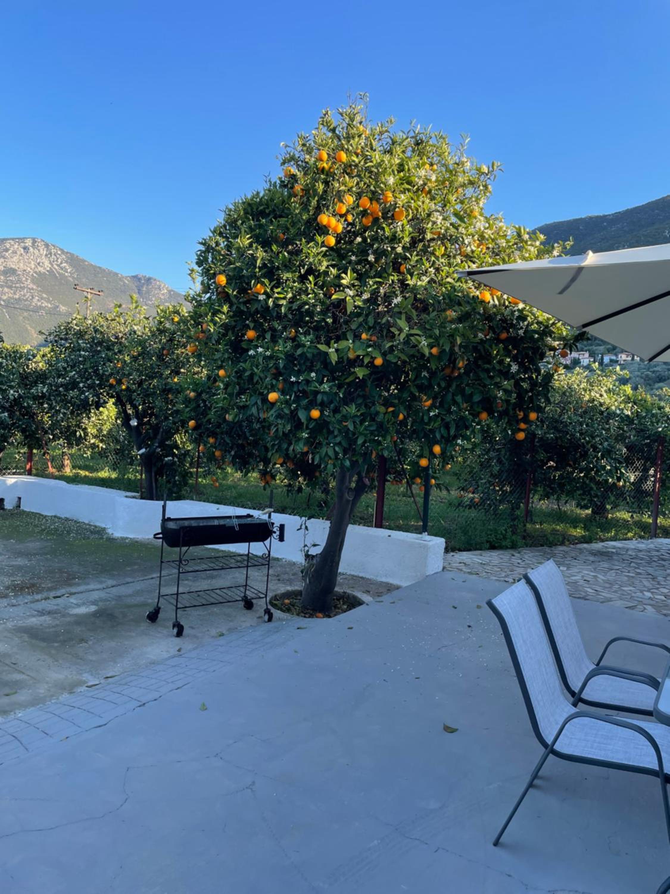 Citrus garden view 5