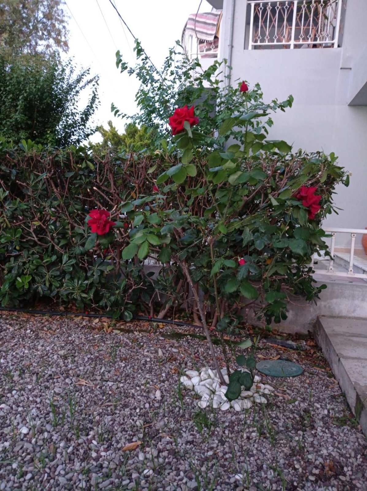 Photo 29