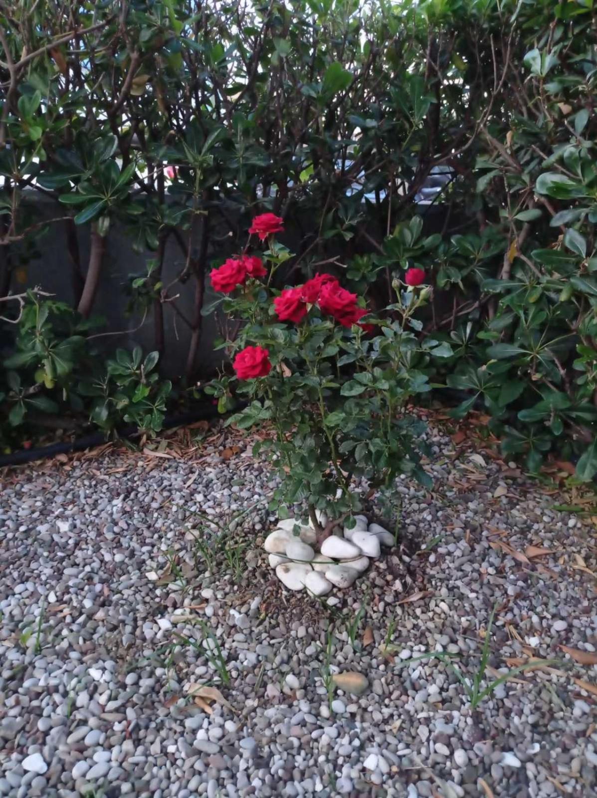 Photo 46