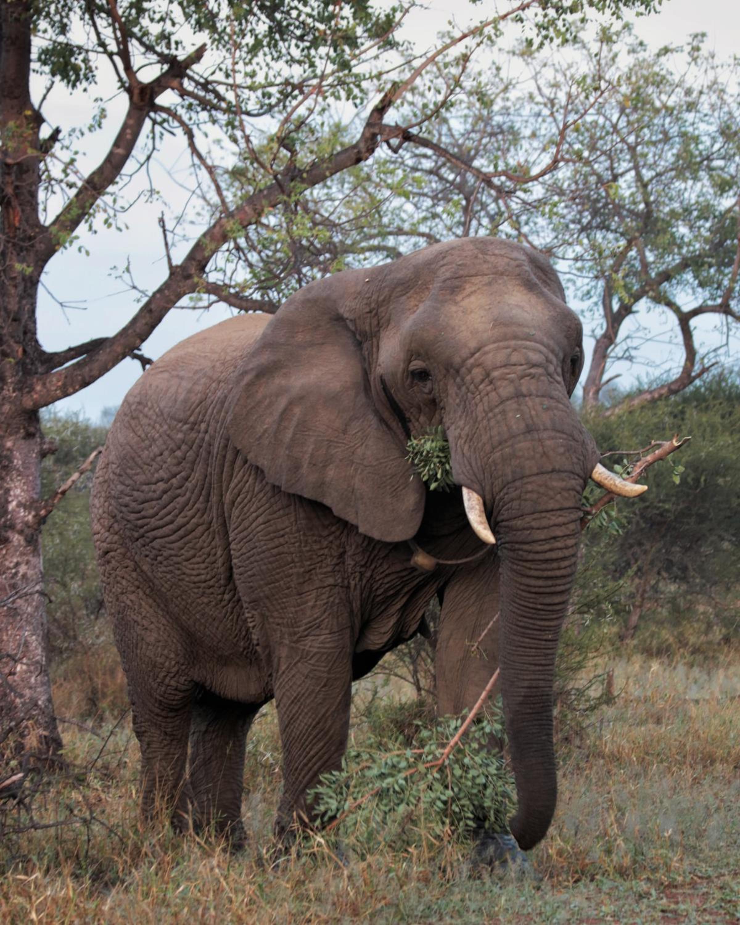 Tshukudu Game Lodge view 2